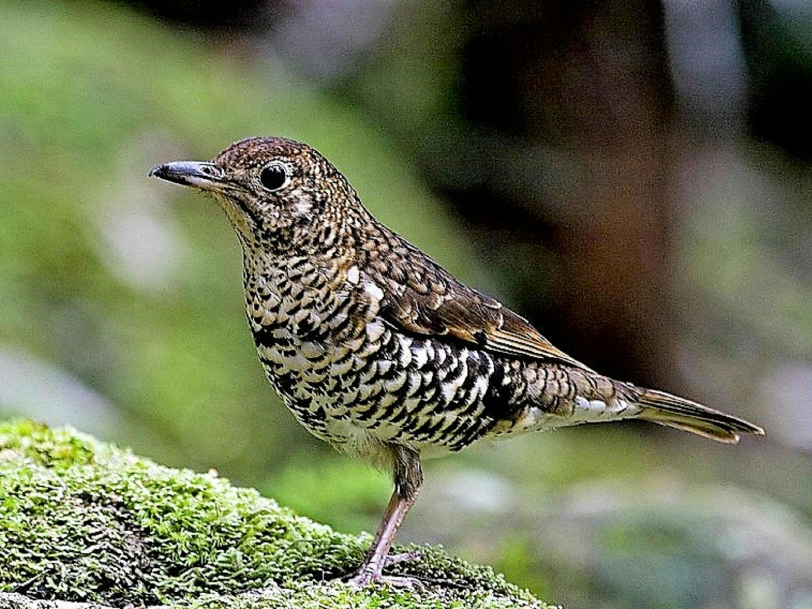 Bassian Thrush Pegarah Private Nature Reserve King Island