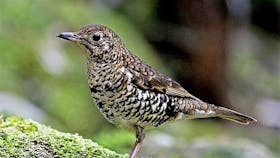 Bassian Thrush Pegarah Private Nature Reserve King Island