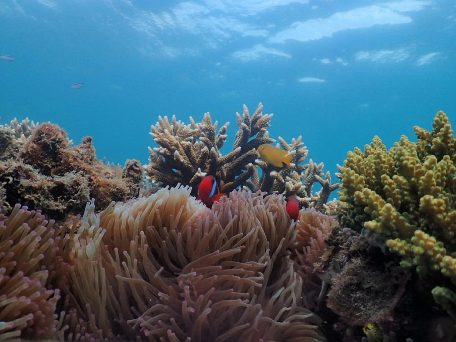 Dive into adventure with us as we unveil the captivating underwater world of Keppel