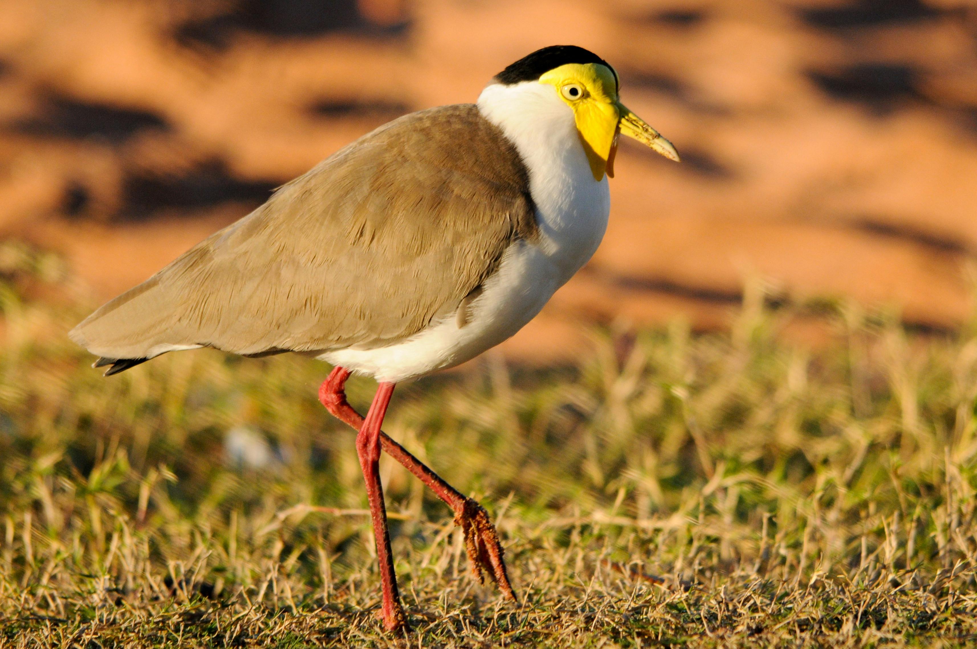 Coates Wildlife Tours, Canning Vale, Western Australia