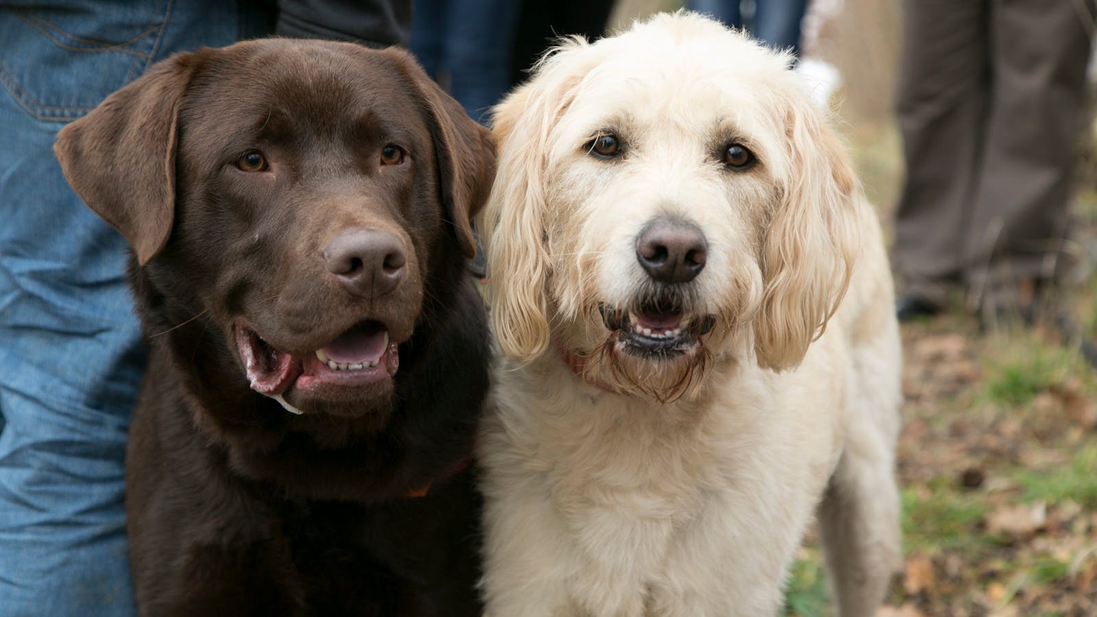 Image for The Truffle Festival - Canberra Region | Blessing of the Truffle Dogs