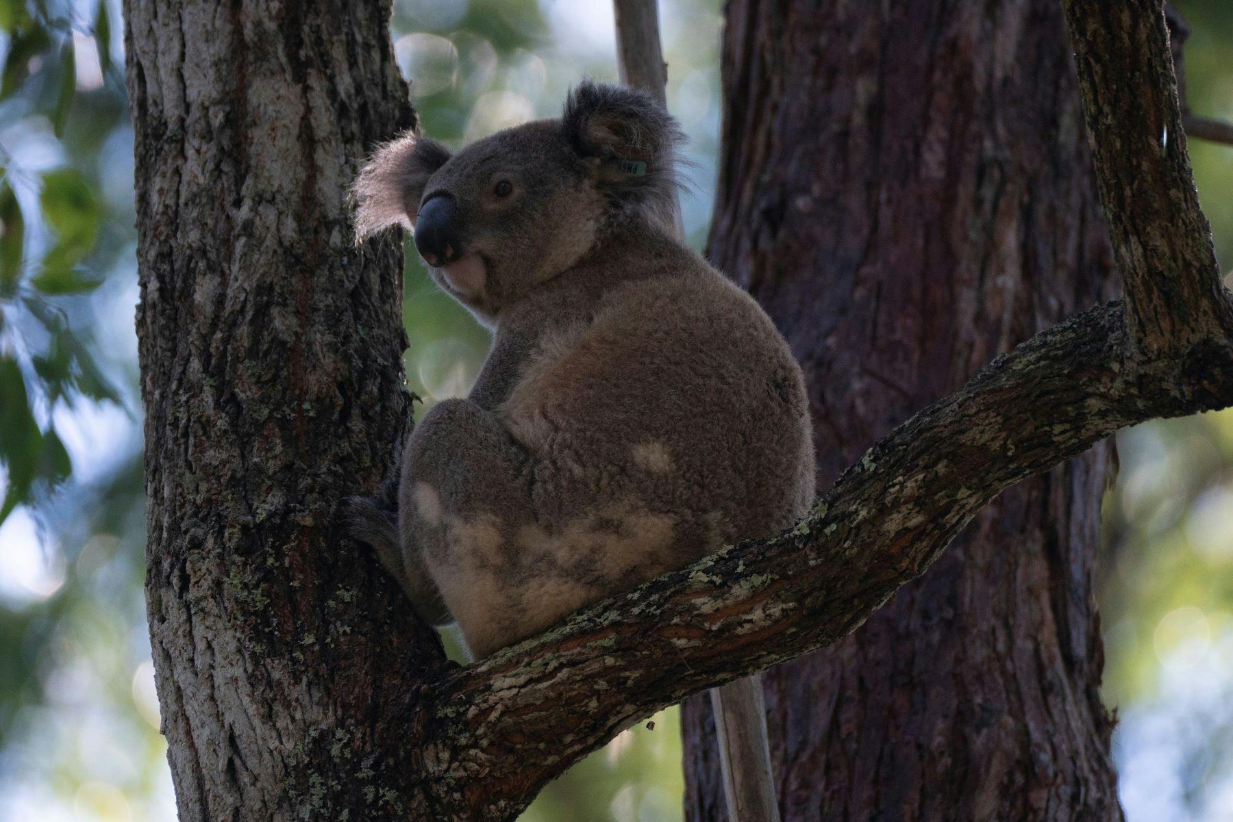 Wild koala in a tree