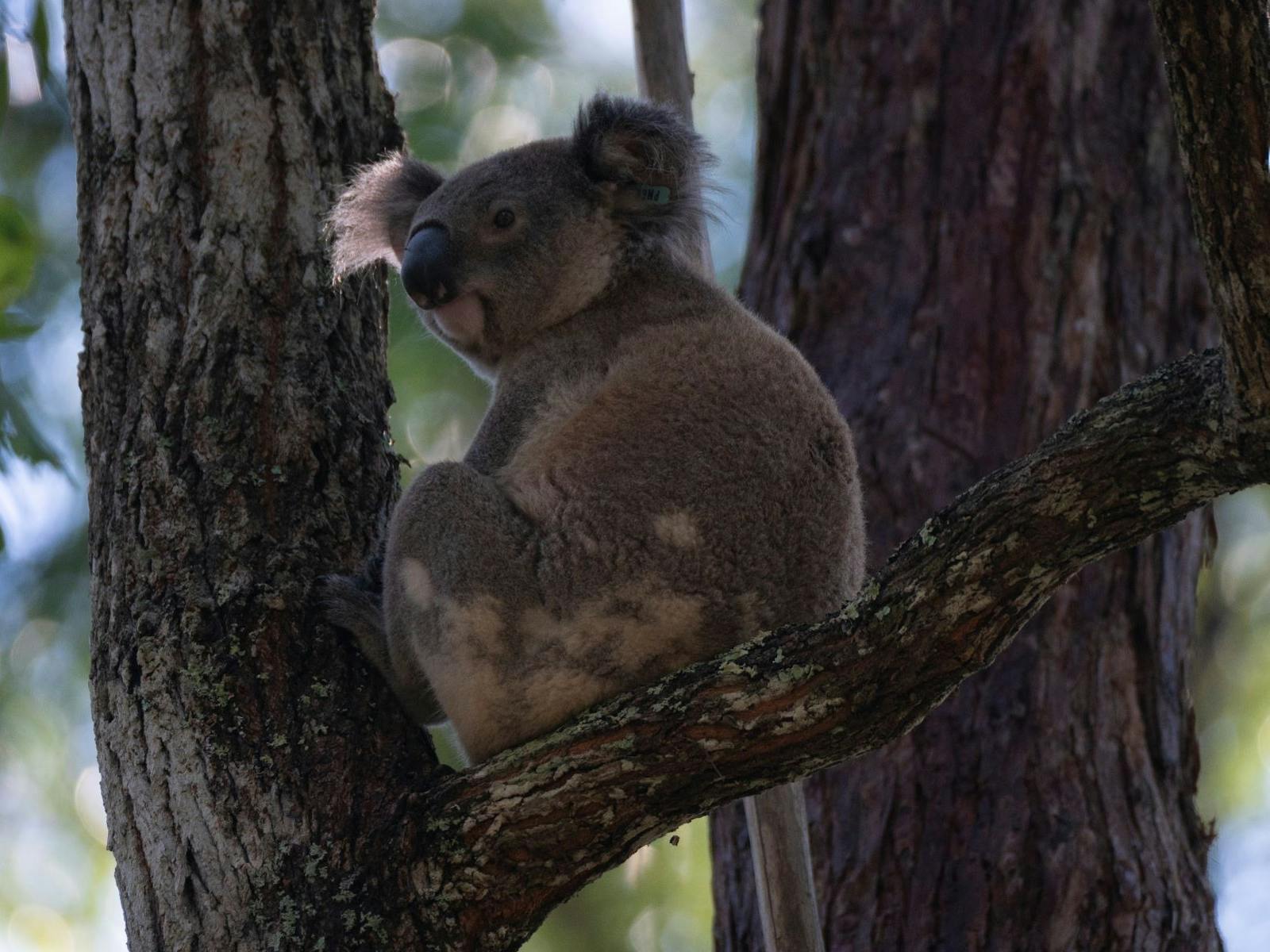 Wild koala in a tree