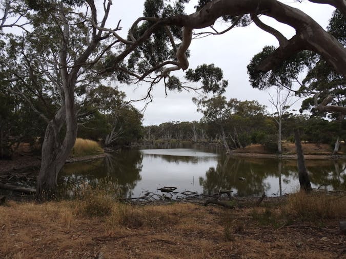 Duck Lagoon