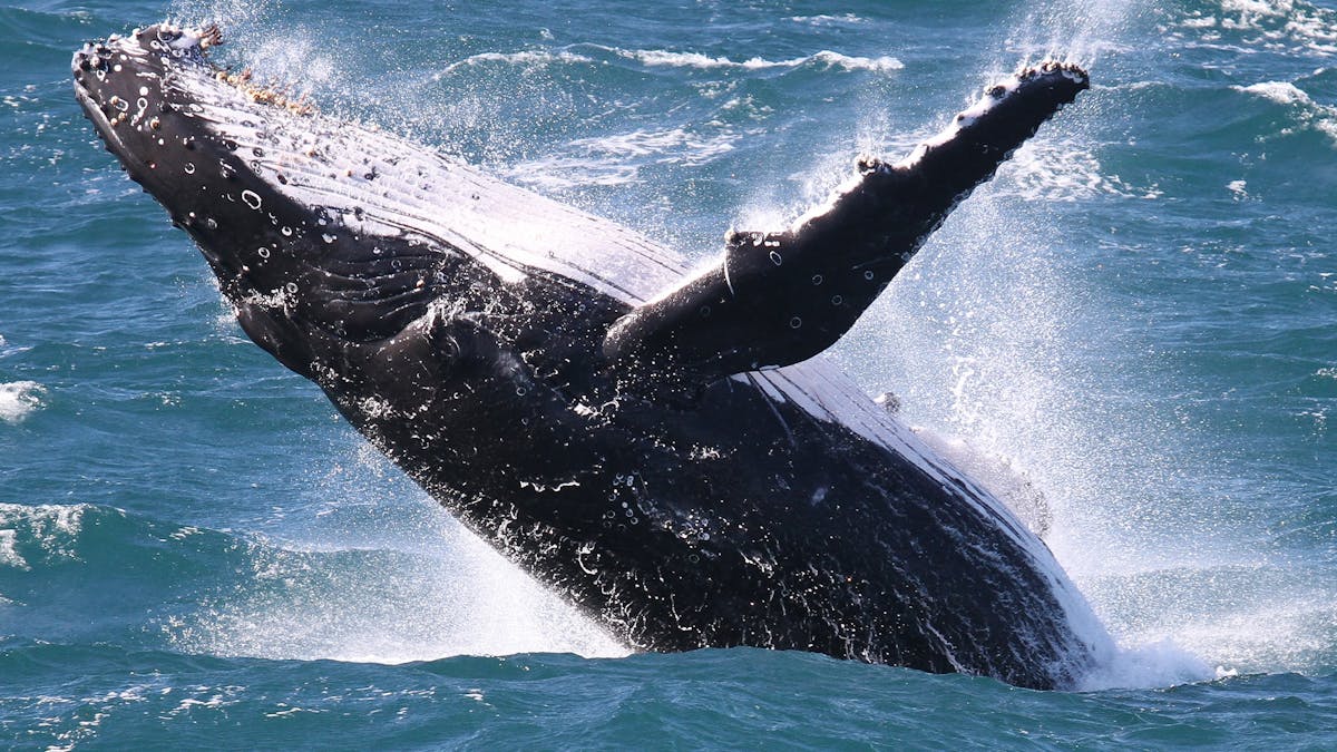 Spirit of Gold Coast Whale Watching