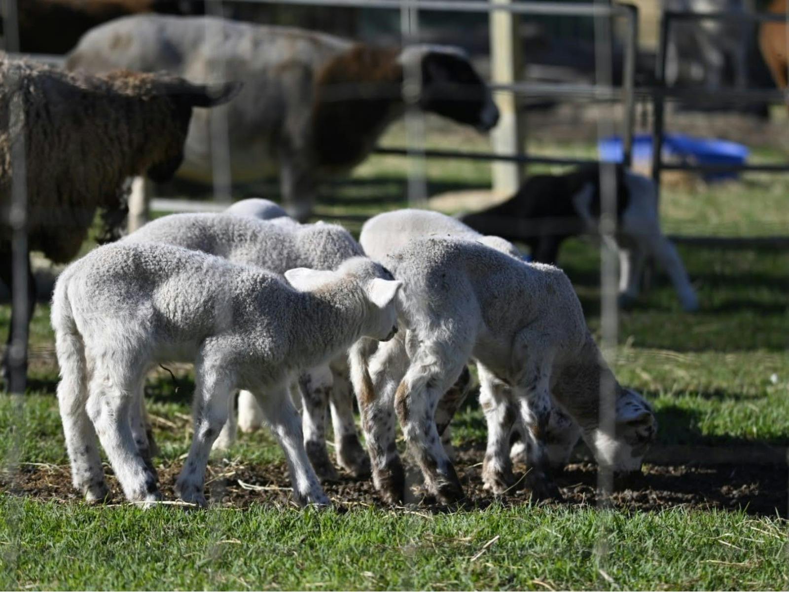 Goats at Hobby Farm