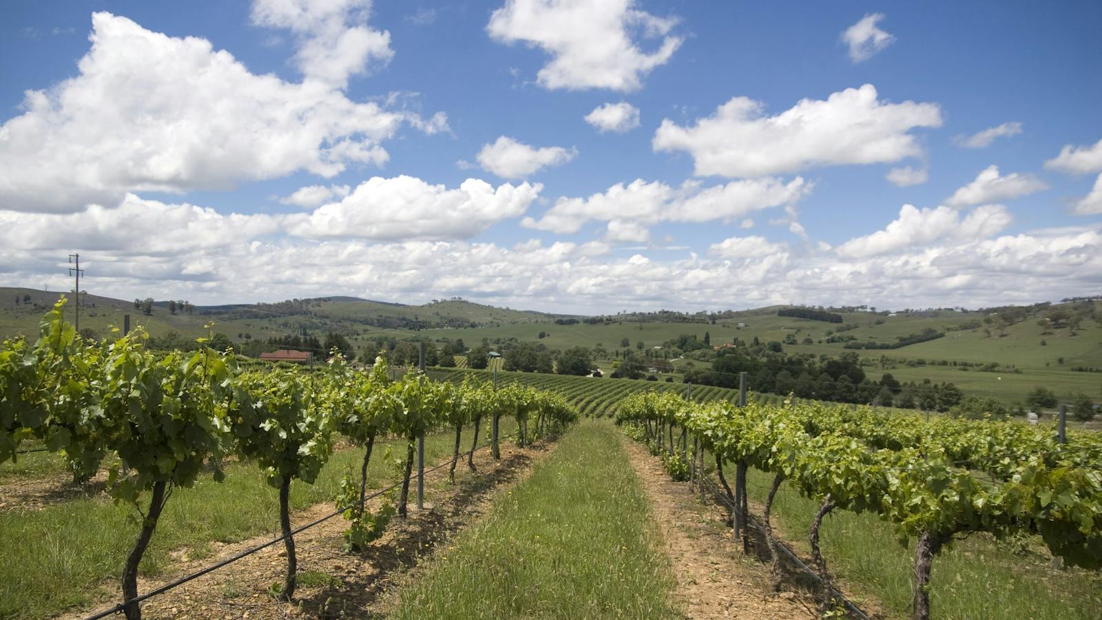 Hunter Valley vineyard