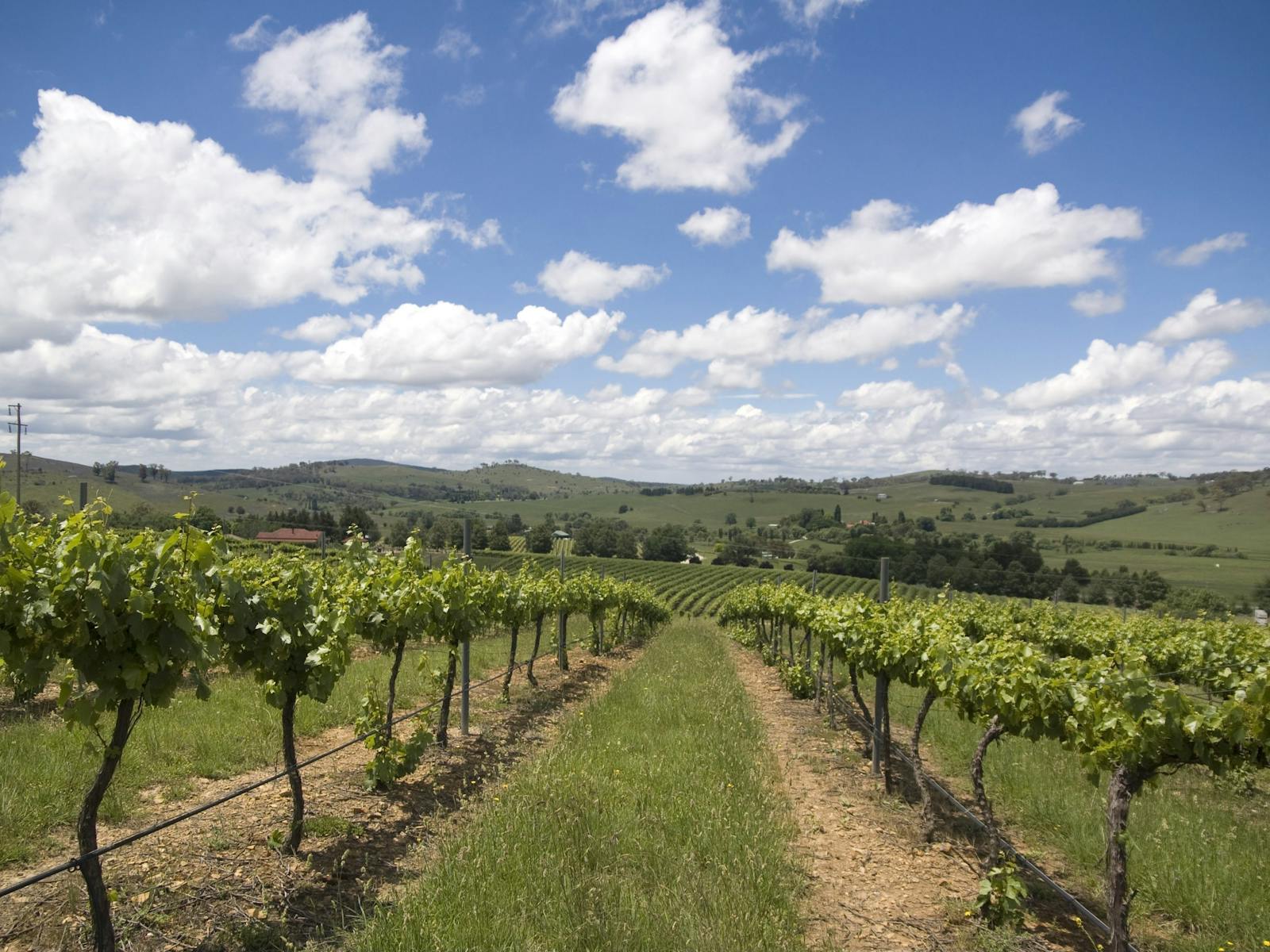ハンターバレーのブドウ園