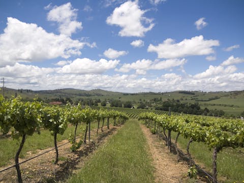 Hunter Valley Day Trip