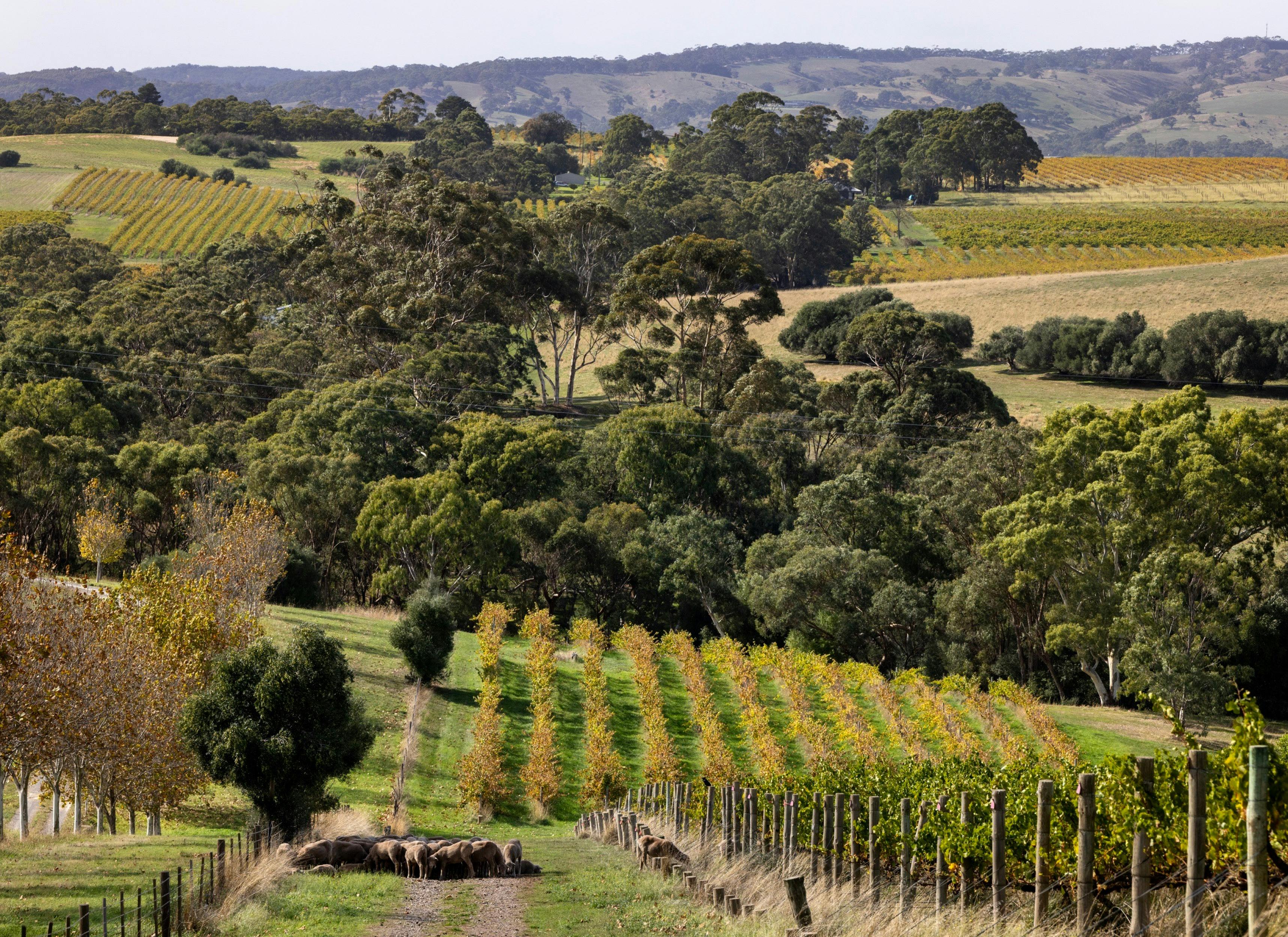 Amery Vineyard