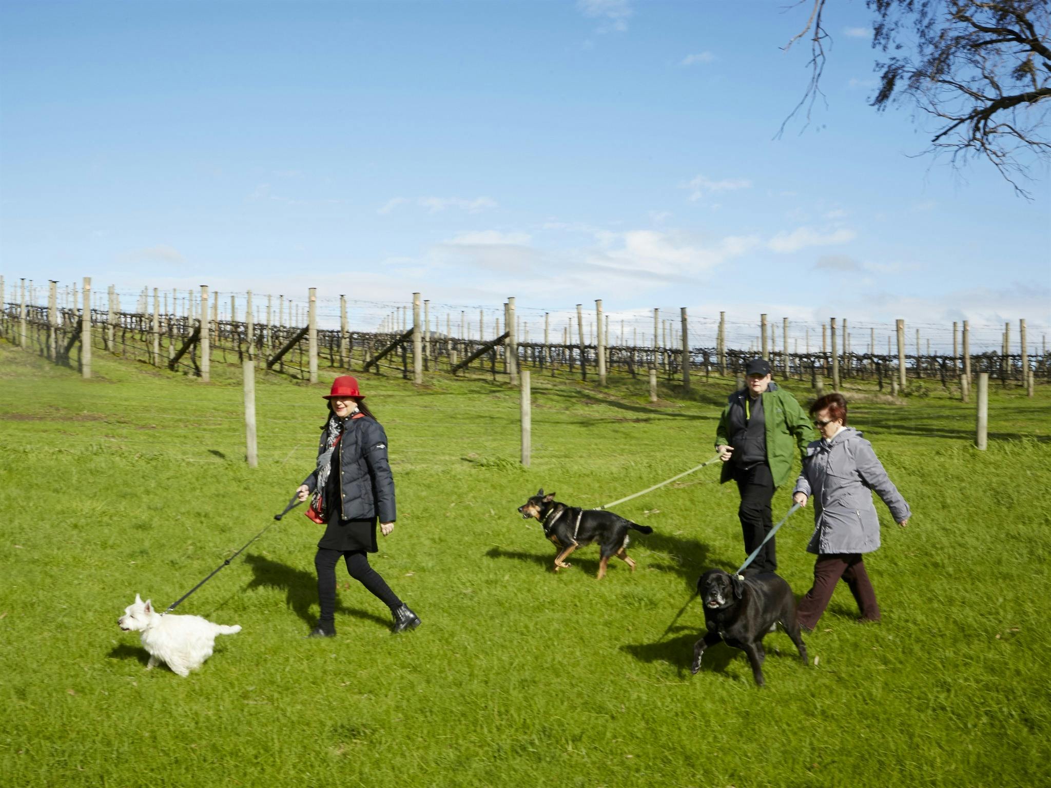 dogs walking in front of vines