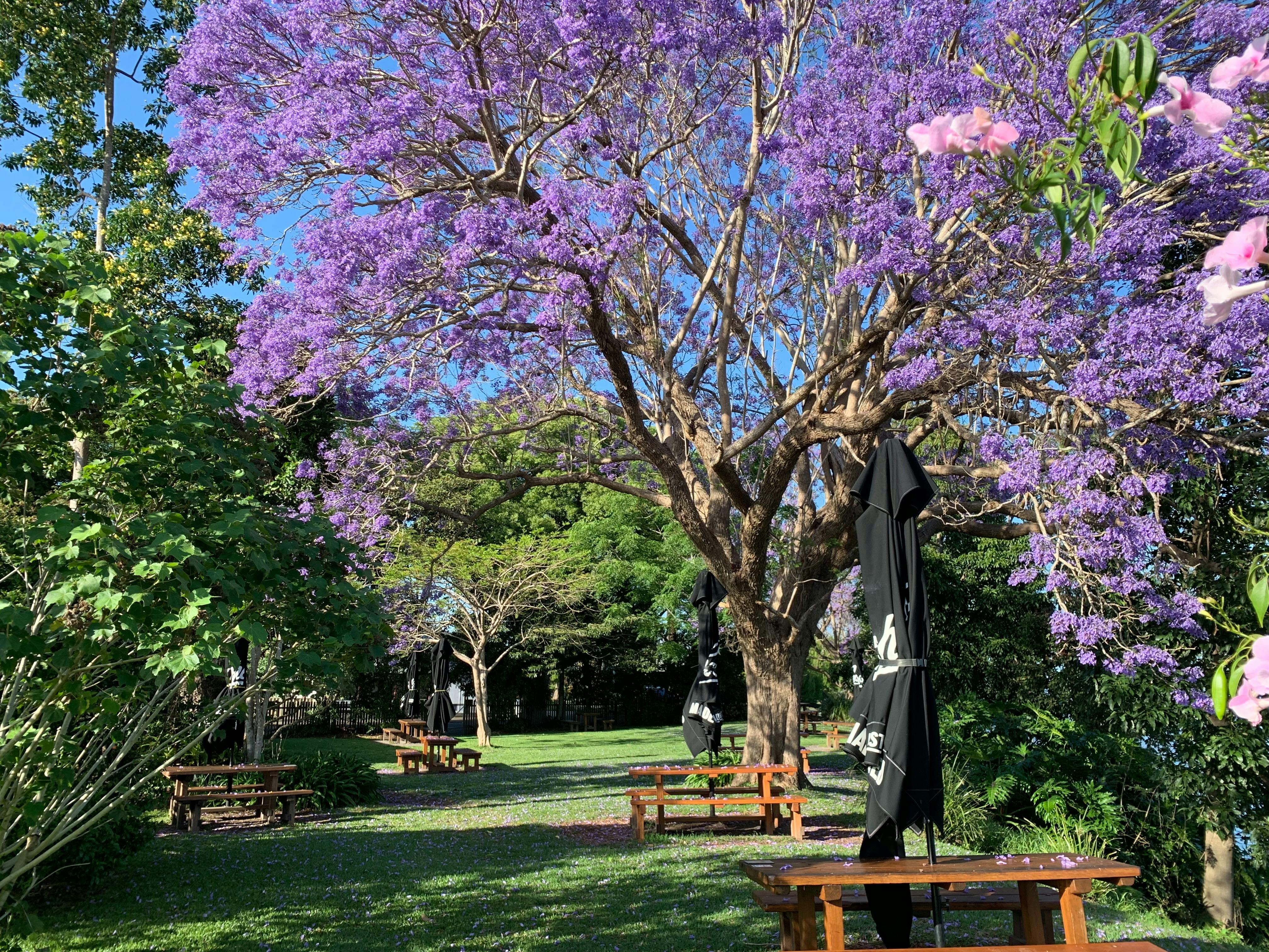 Ulmarra Hotel, Ulmarra NSW - Biergarten