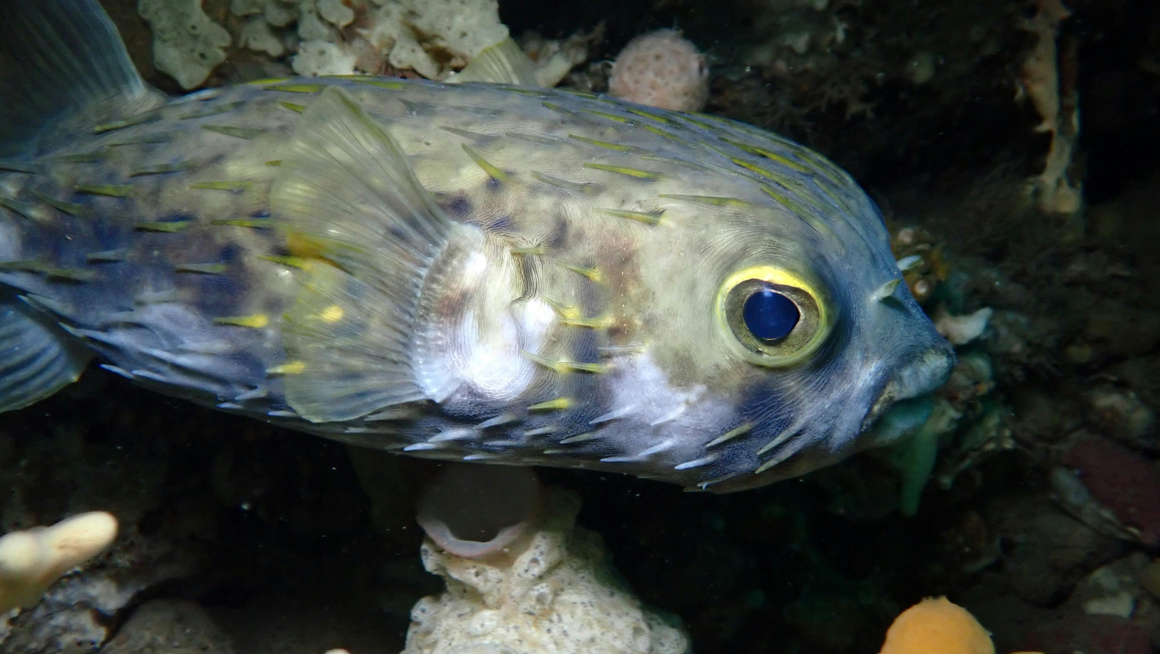 Fish