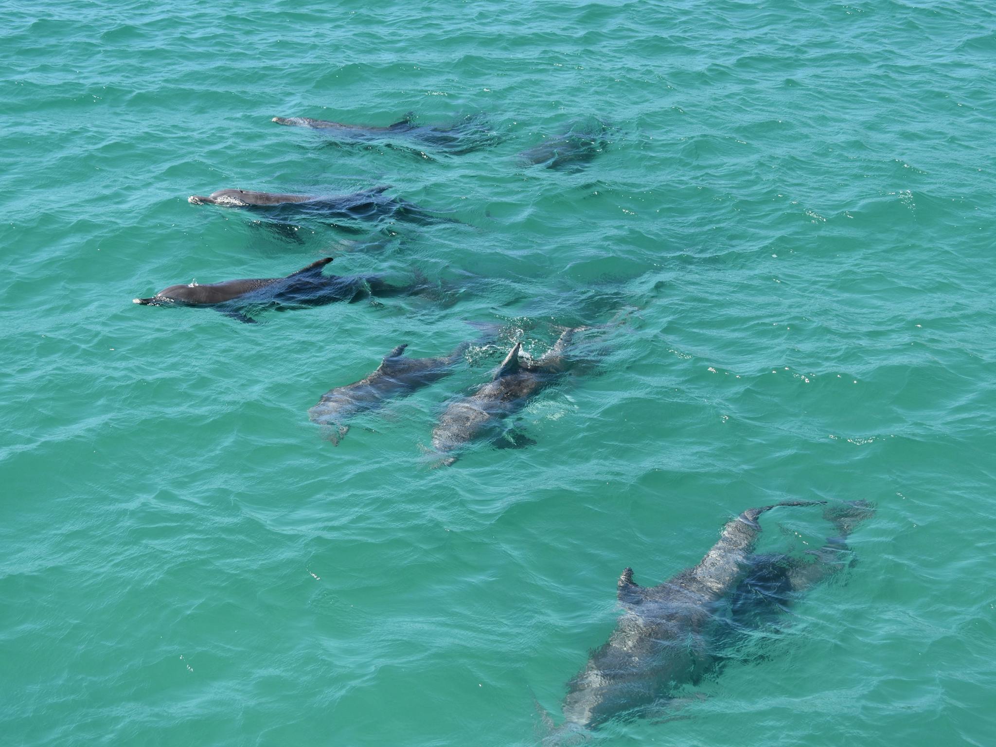 Moreton Bay Dolphin pod