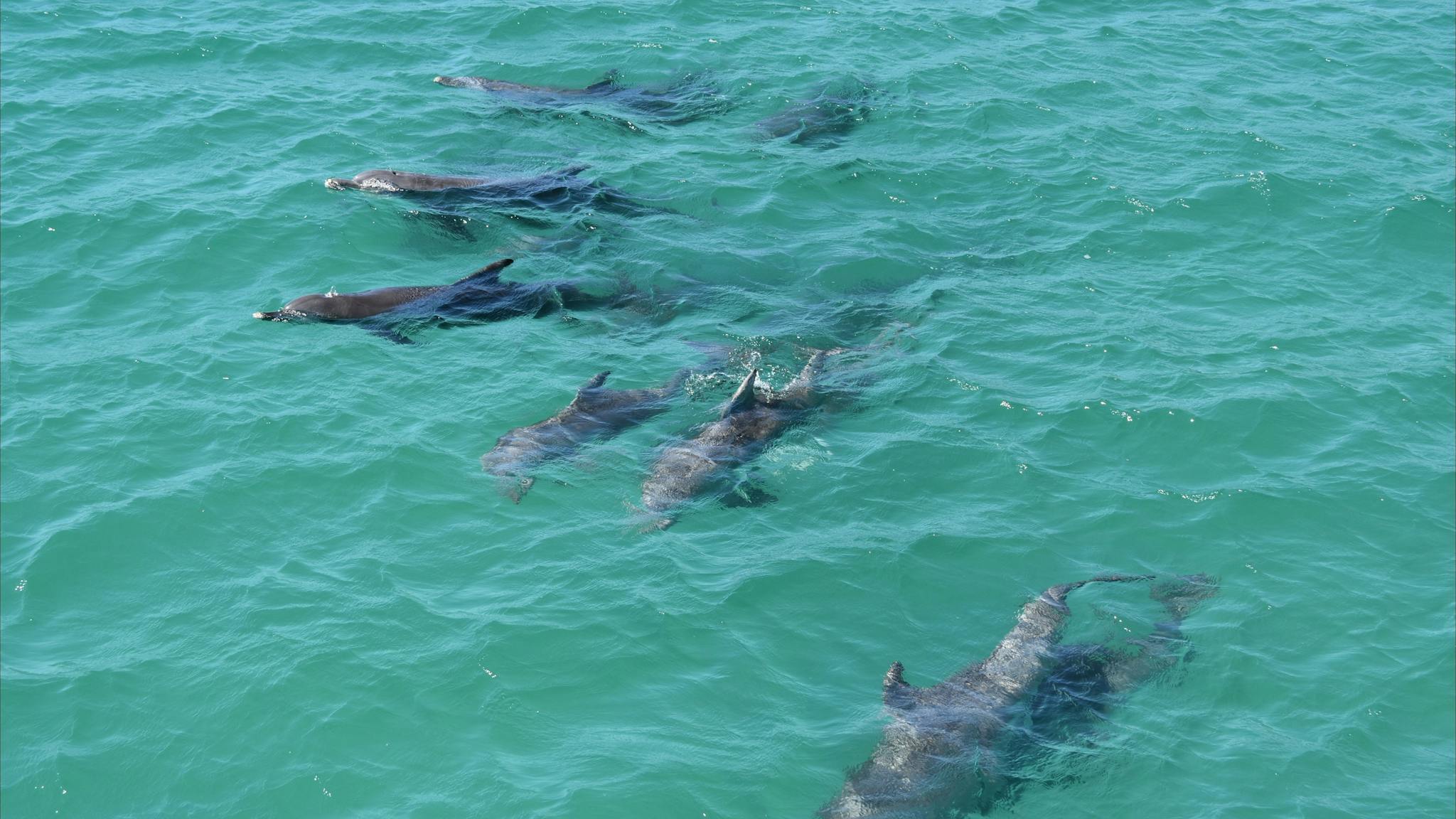 Moreton Bay Dolphin pod