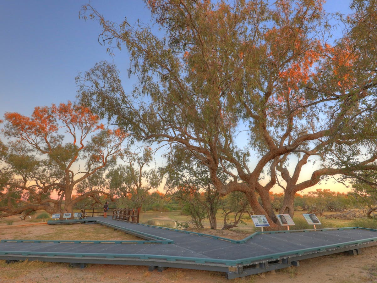 The Dig Tree