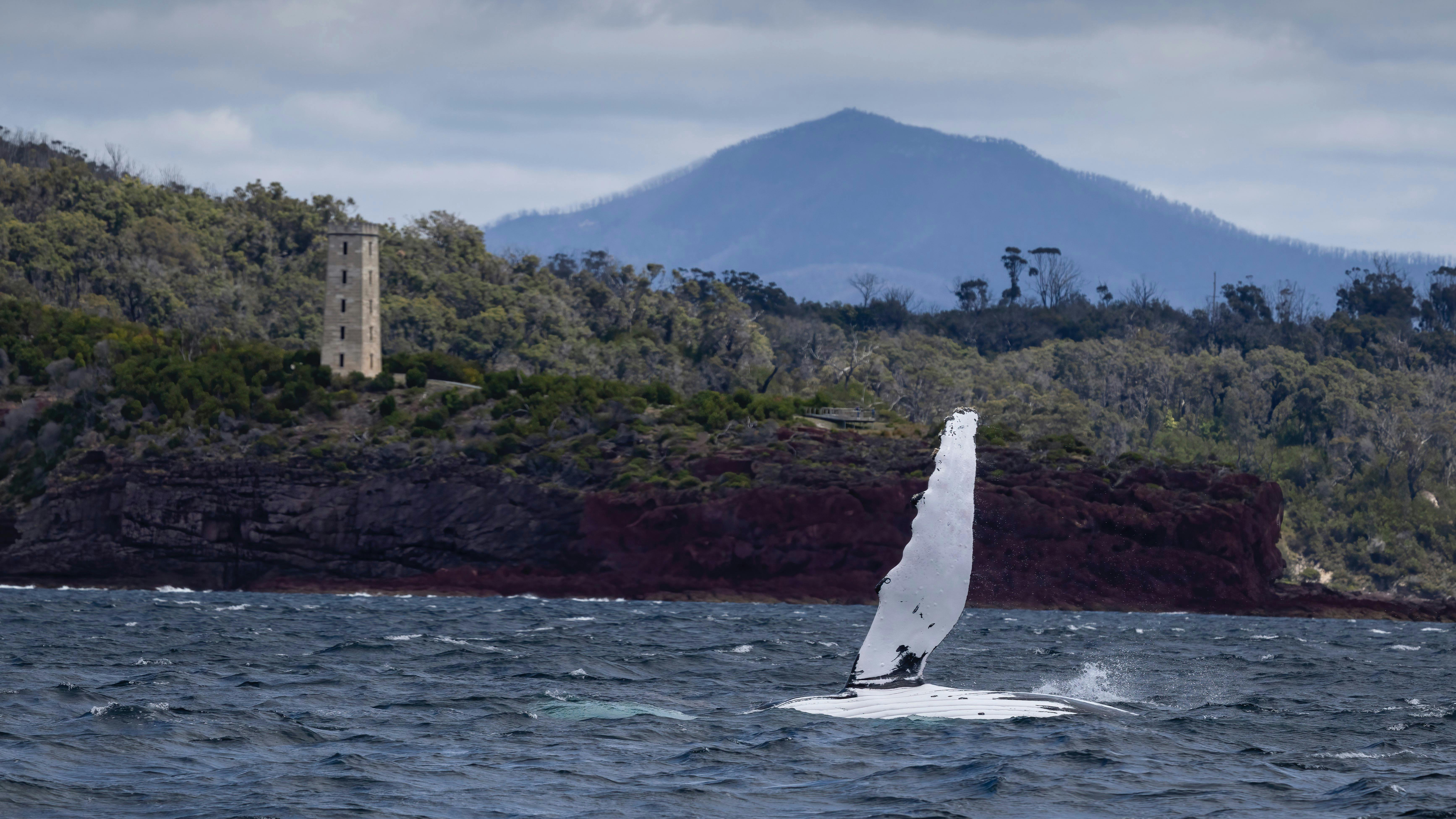 Whale in front of Boys Town and Mt Inlay
