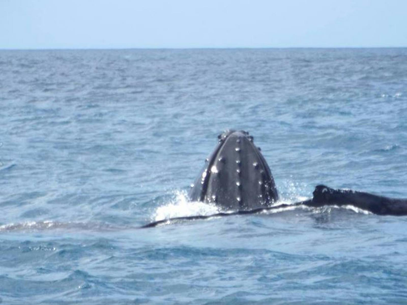 Whales playing on the Sunshine Coast