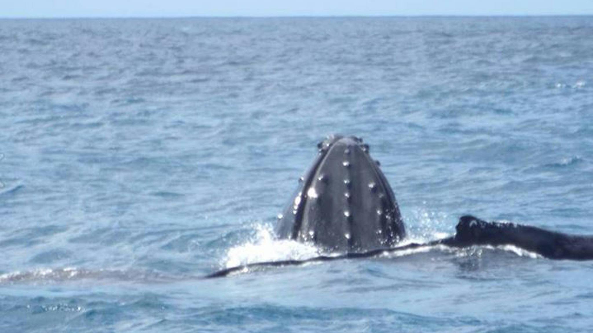 Whales playing on the Sunshine Coast Whales playing on the Sunshine Coast