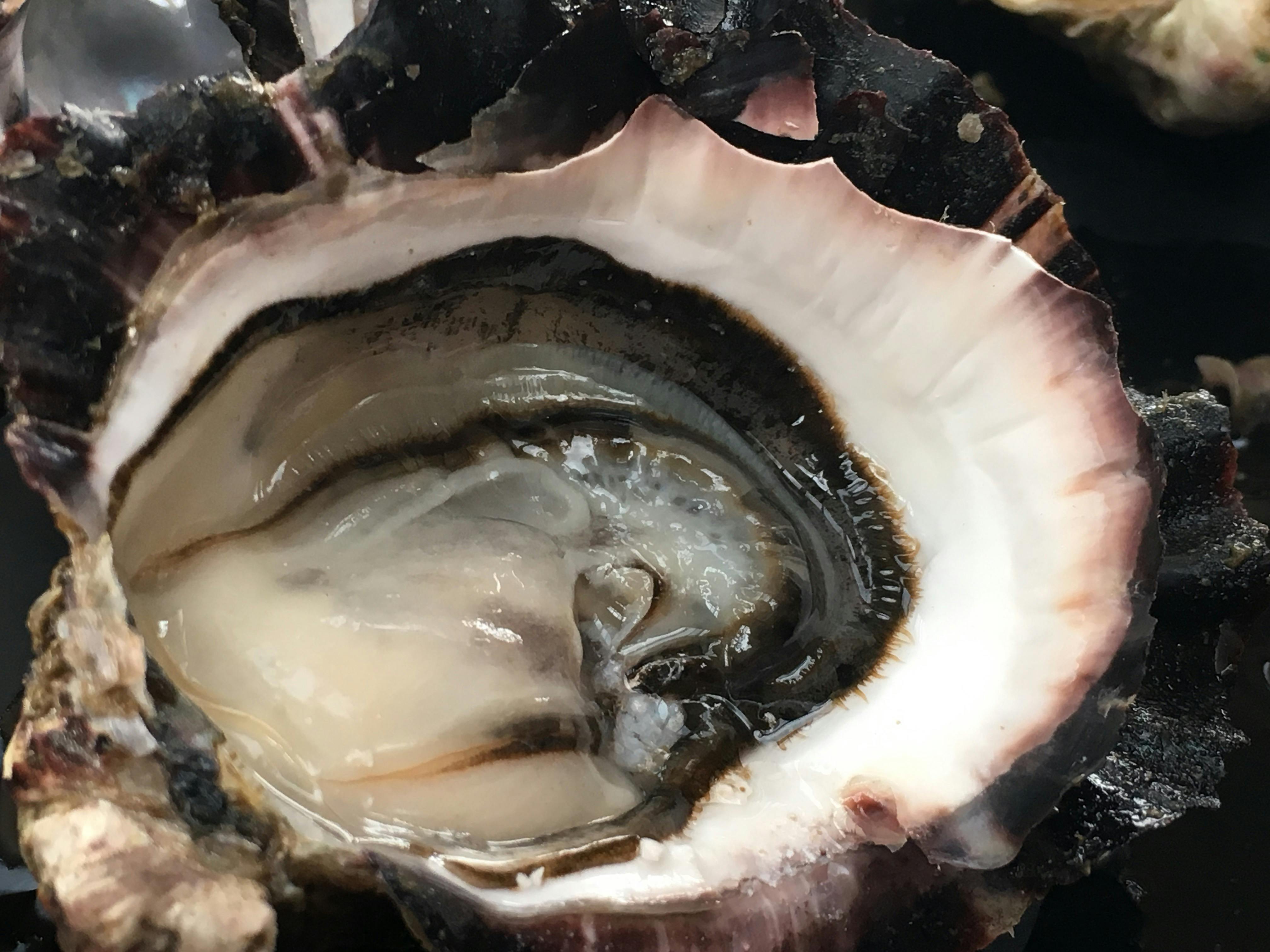 Melshell Oysters