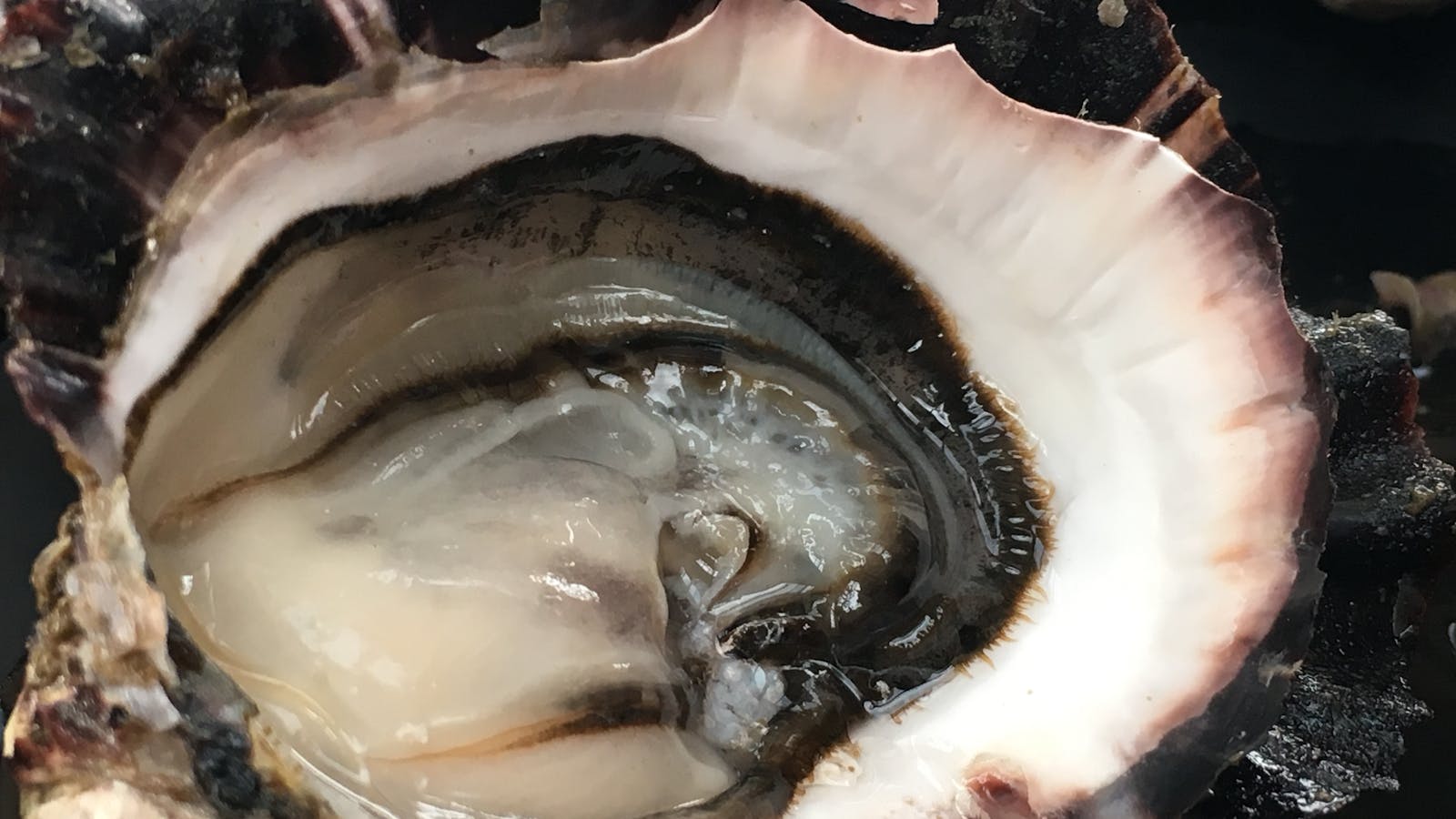 Oyster love