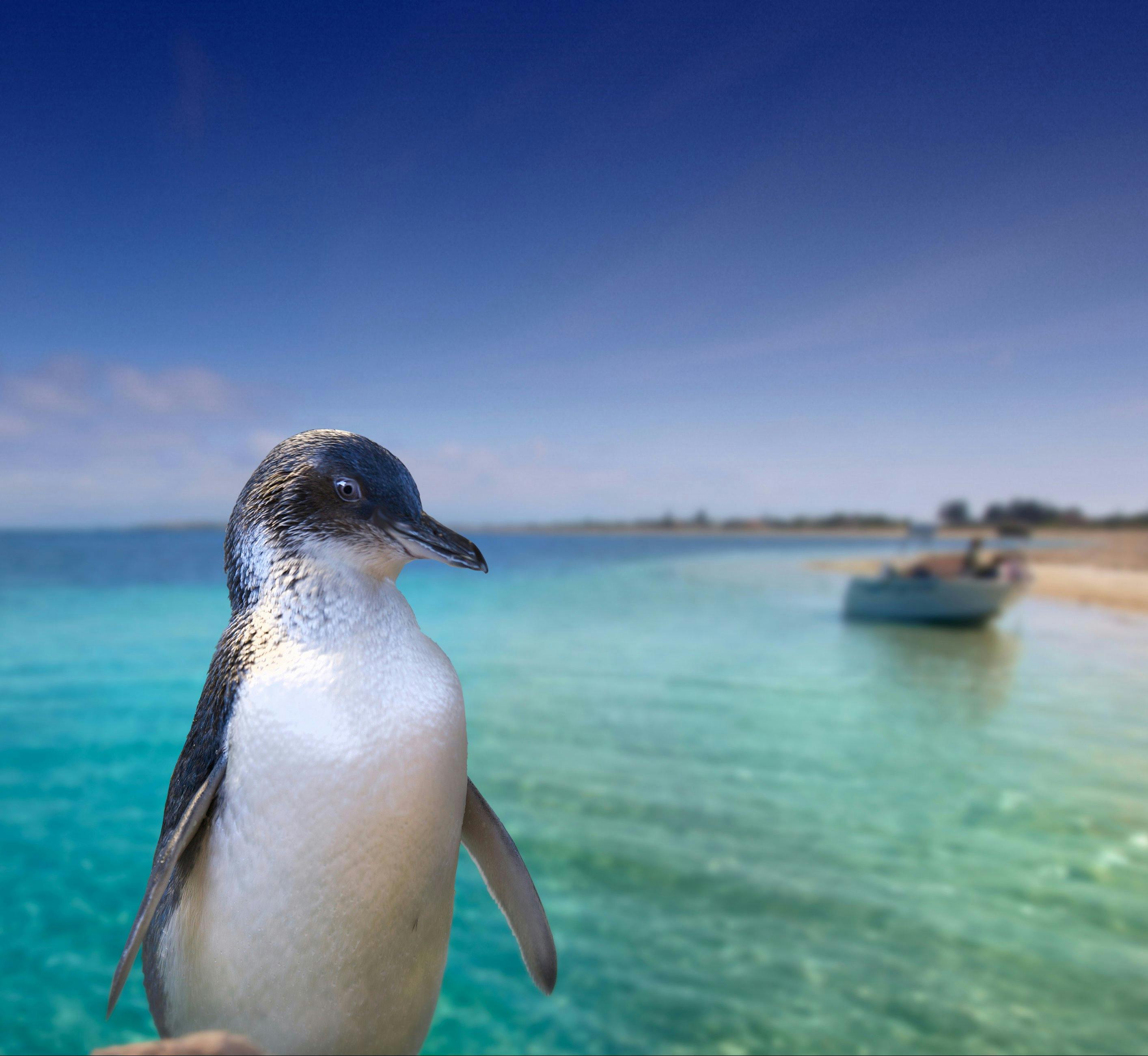 Penguin Island Ferry
