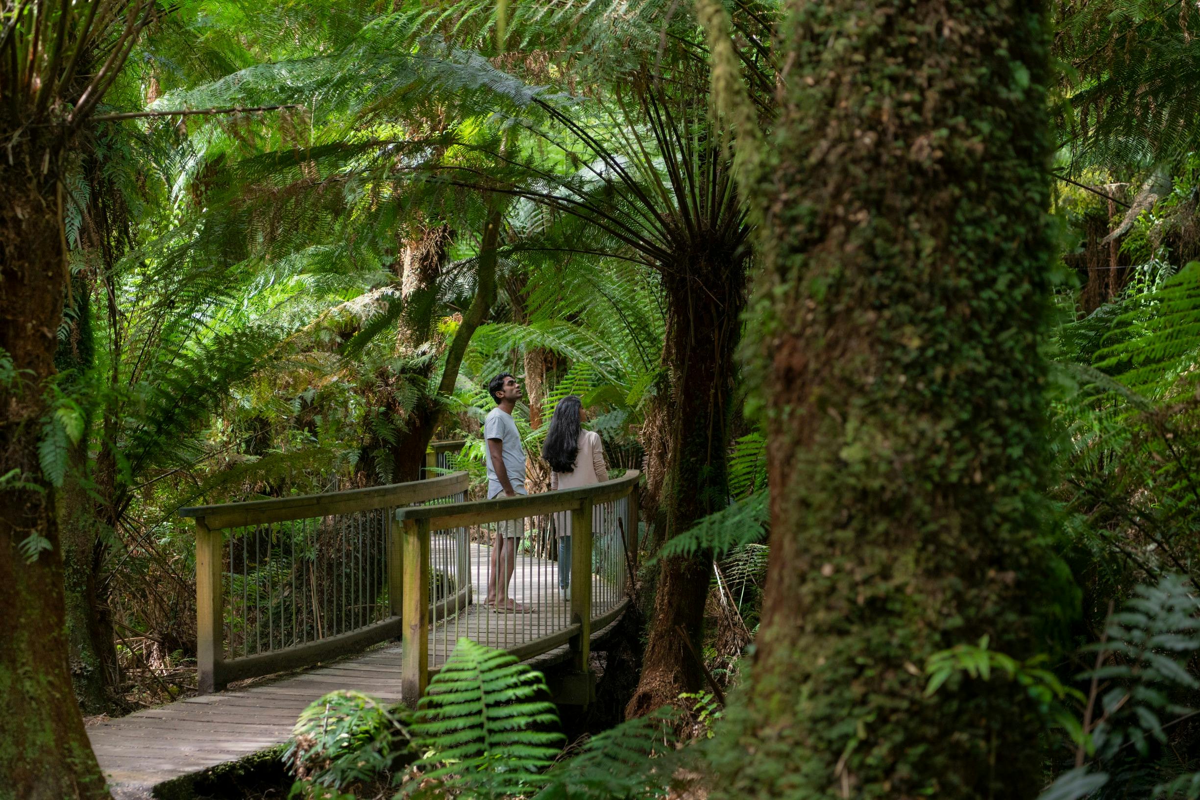 Rainforest Walk