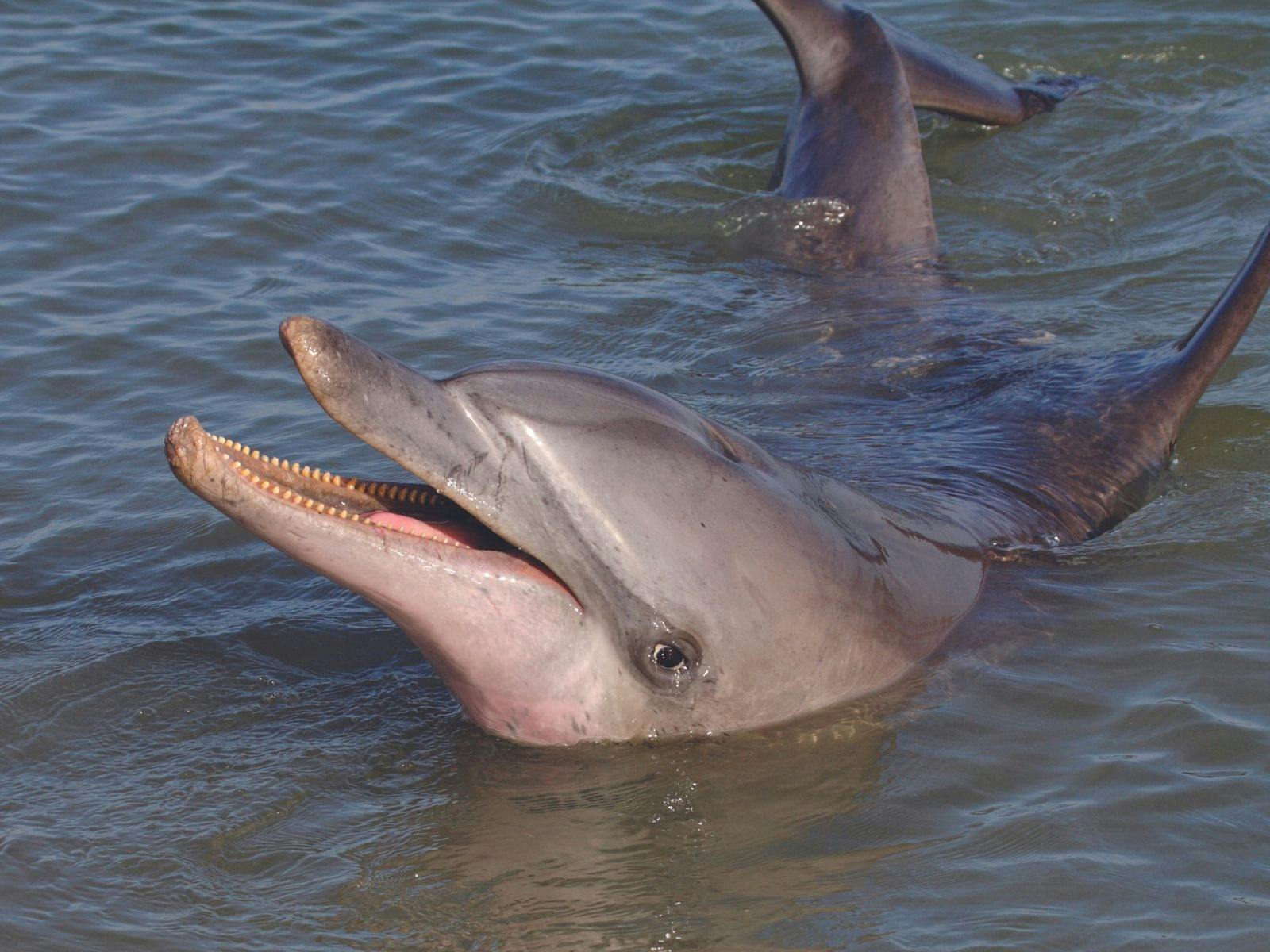 Dolphin