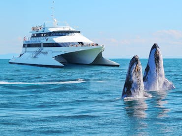 Tangalooma Whale Watching