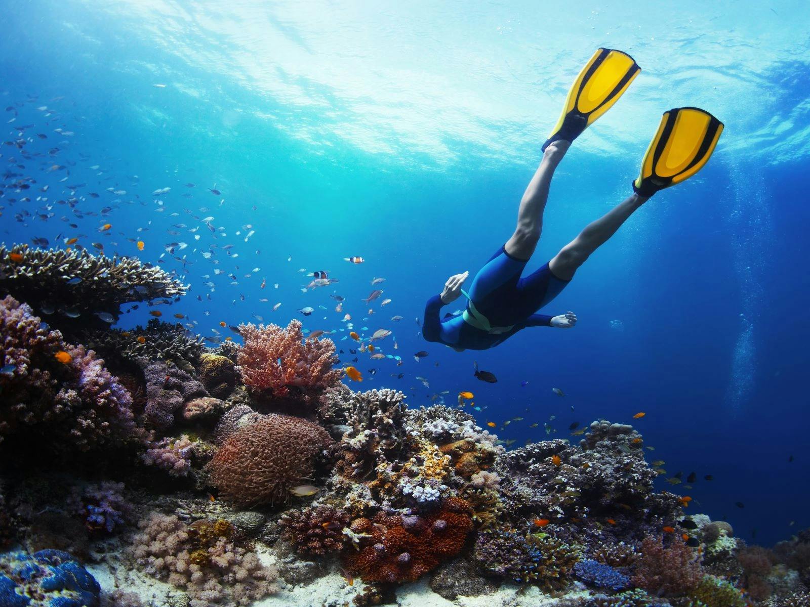 Snorkeler at the Frankland Islands underwater, swimming towards coral