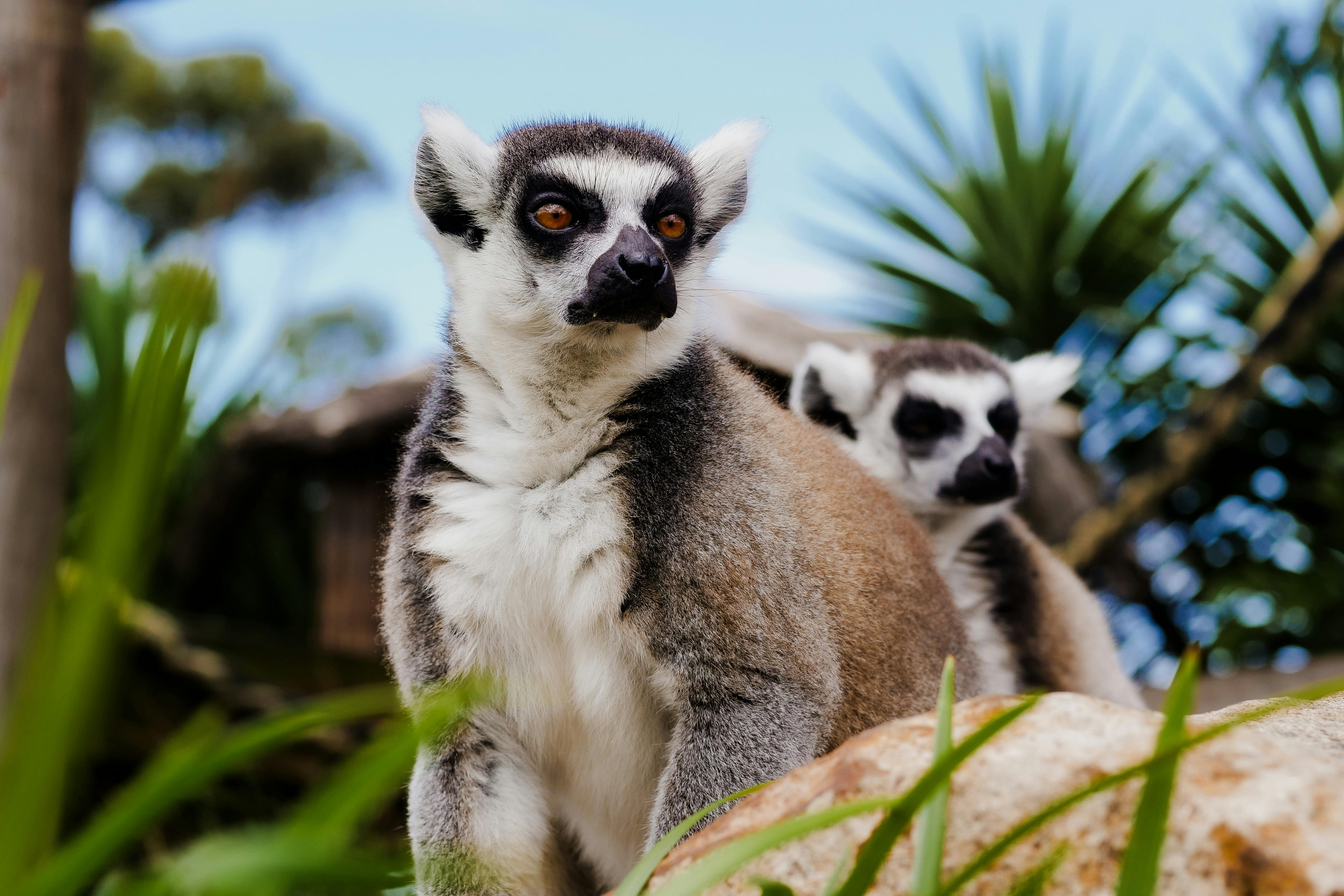 Oakvale Lemurs