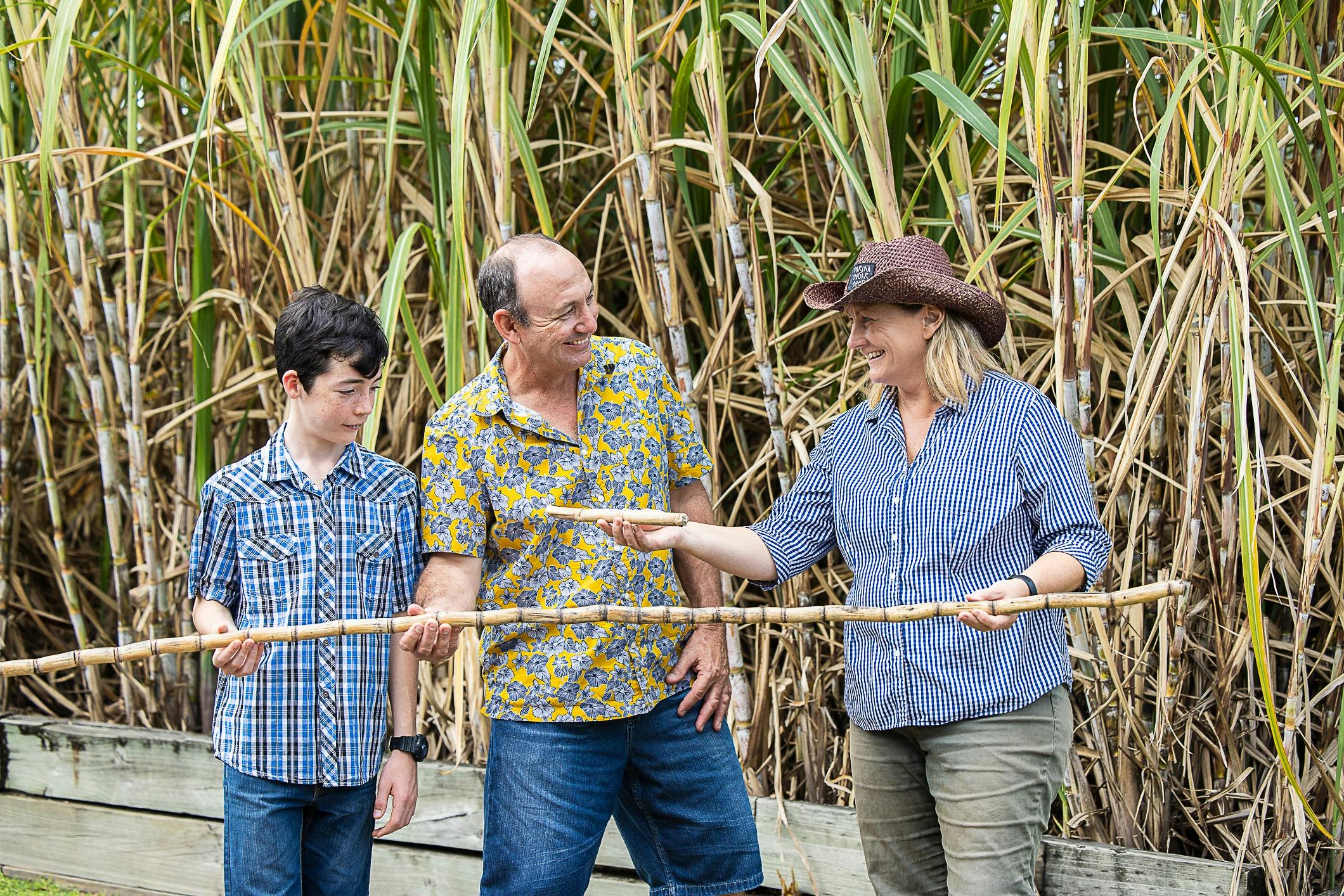 Sugar Cane Crop at Sarina Sugar Shed Taste of the Tropics Daily Guided Tours Mackay Queensland