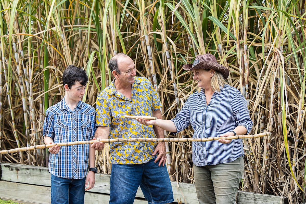 Sugar Cane Crop at Sarina Sugar Shed Taste of the Tropics Daily Guided Tours Mackay Queensland