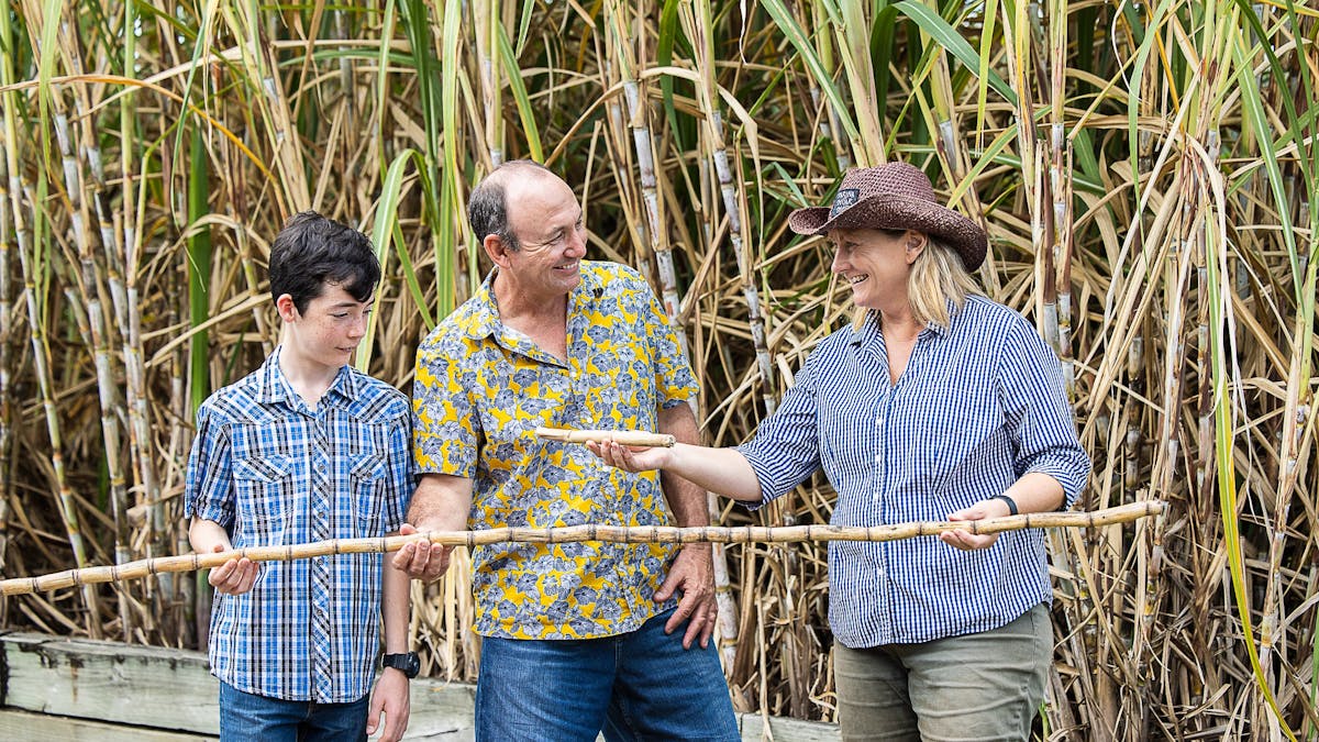 Sugar Cane Crop at Sarina Sugar Shed Taste of the Tropics Daily Guided Tours Mackay Queensland