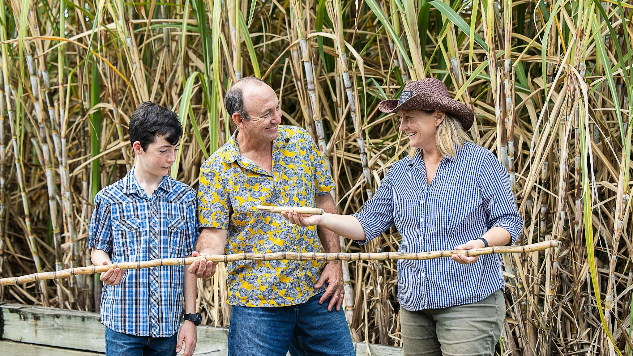 Sugar Cane Crop at Sarina Sugar Shed Taste of the Tropics Daily Guided Tours Mackay Queensland Sugar Cane Crop at Sarina Sugar Shed Taste of the Tropics Daily Guided Tours Mackay Queensland
