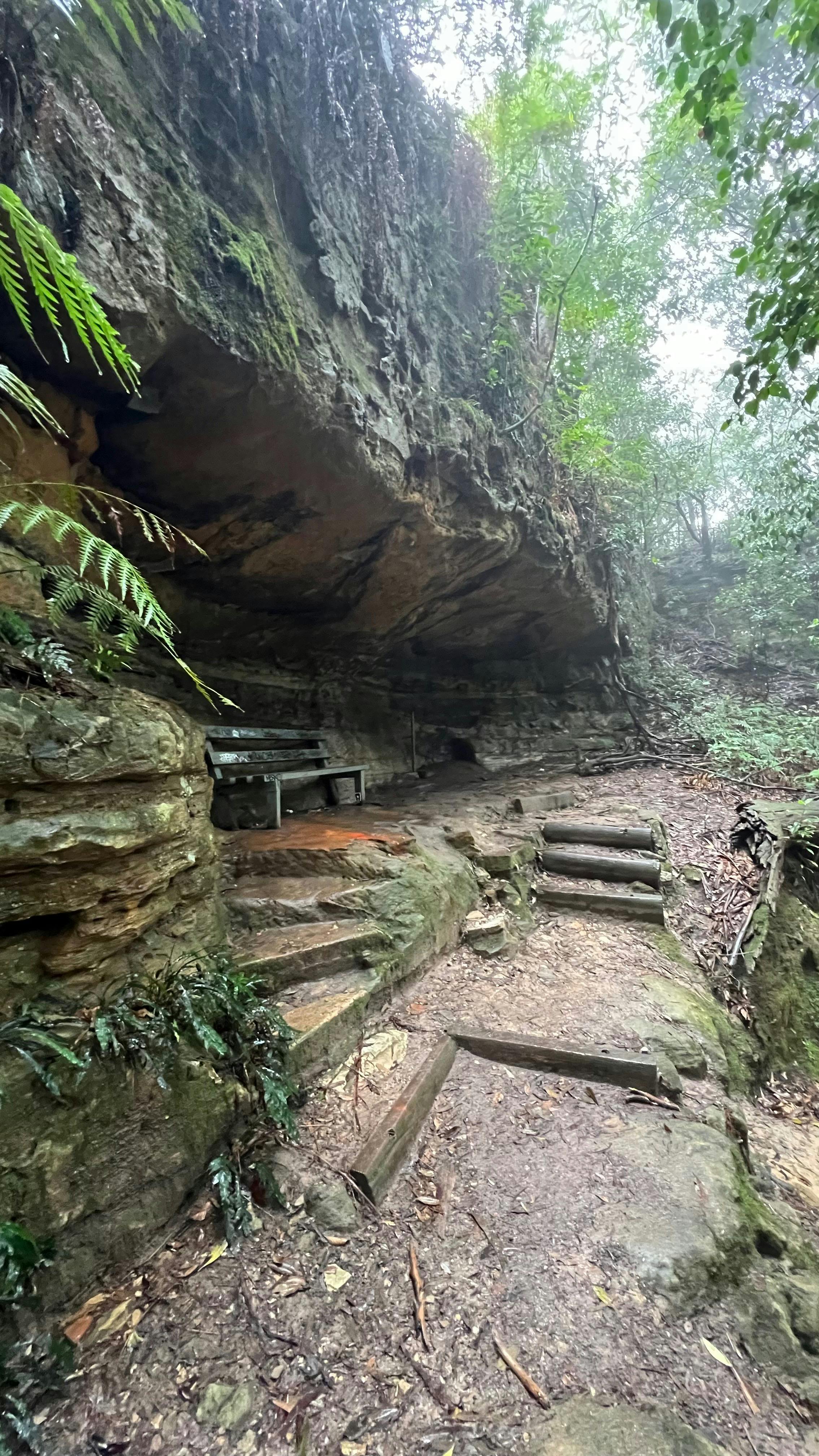 Rainforest walk Blue Mountains