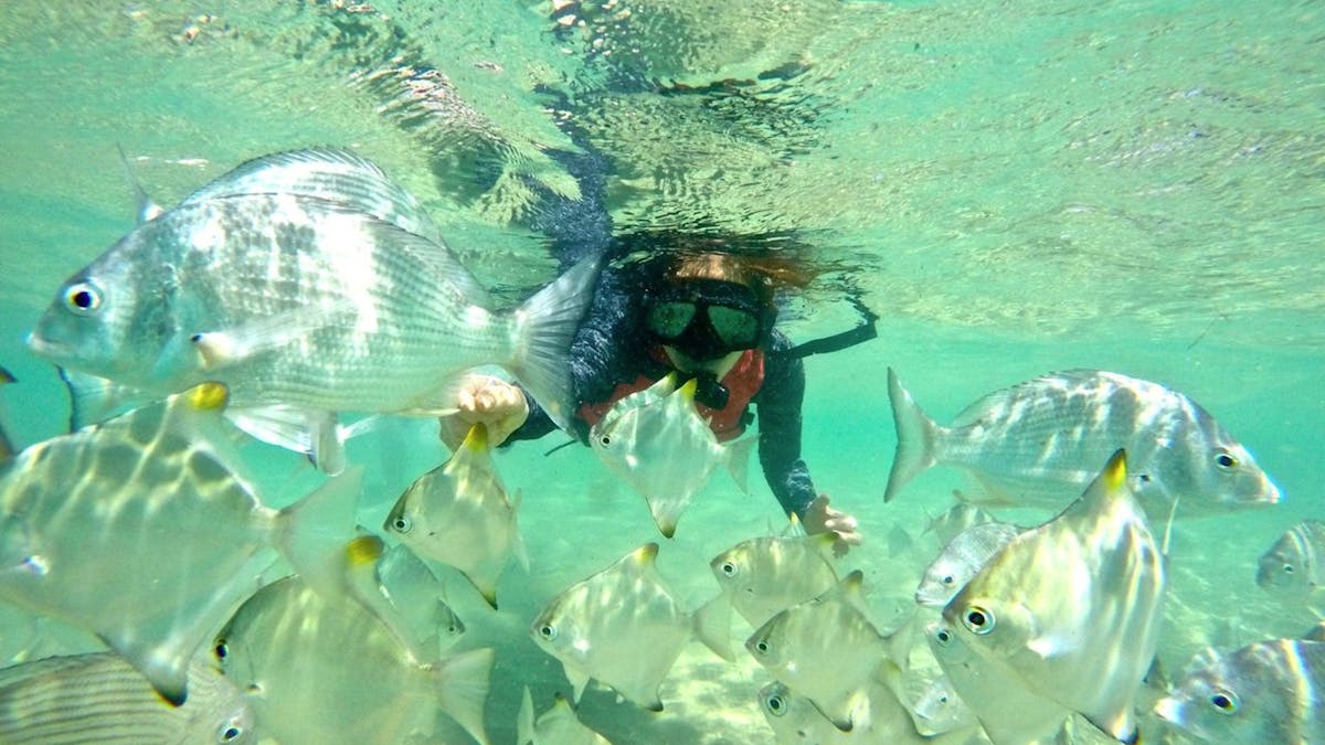 snorkel among hundreds of tropical fish on Wave Break island, Gold Coast
