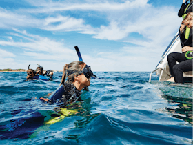 Swim With Dolphins, Rockingham, Western Australia