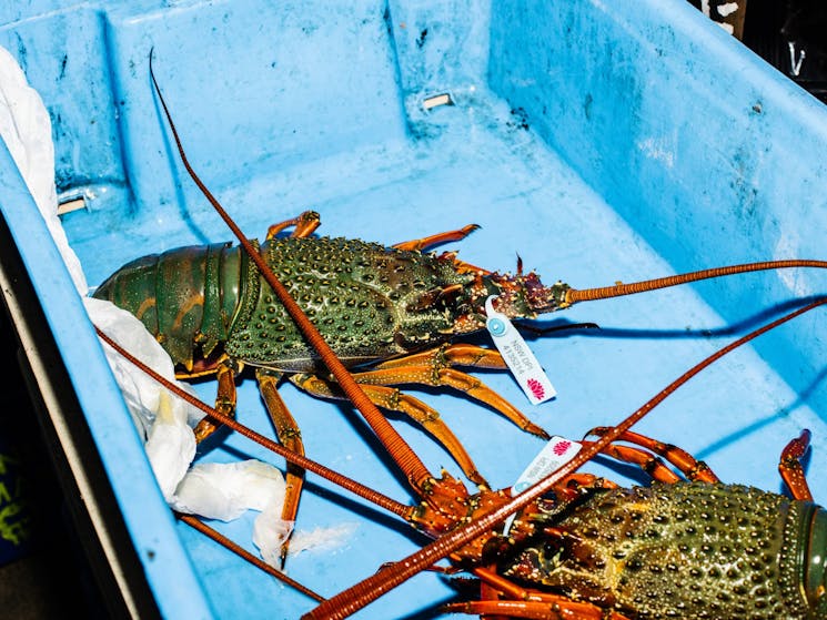 Eastern rock lobster in blue bucket