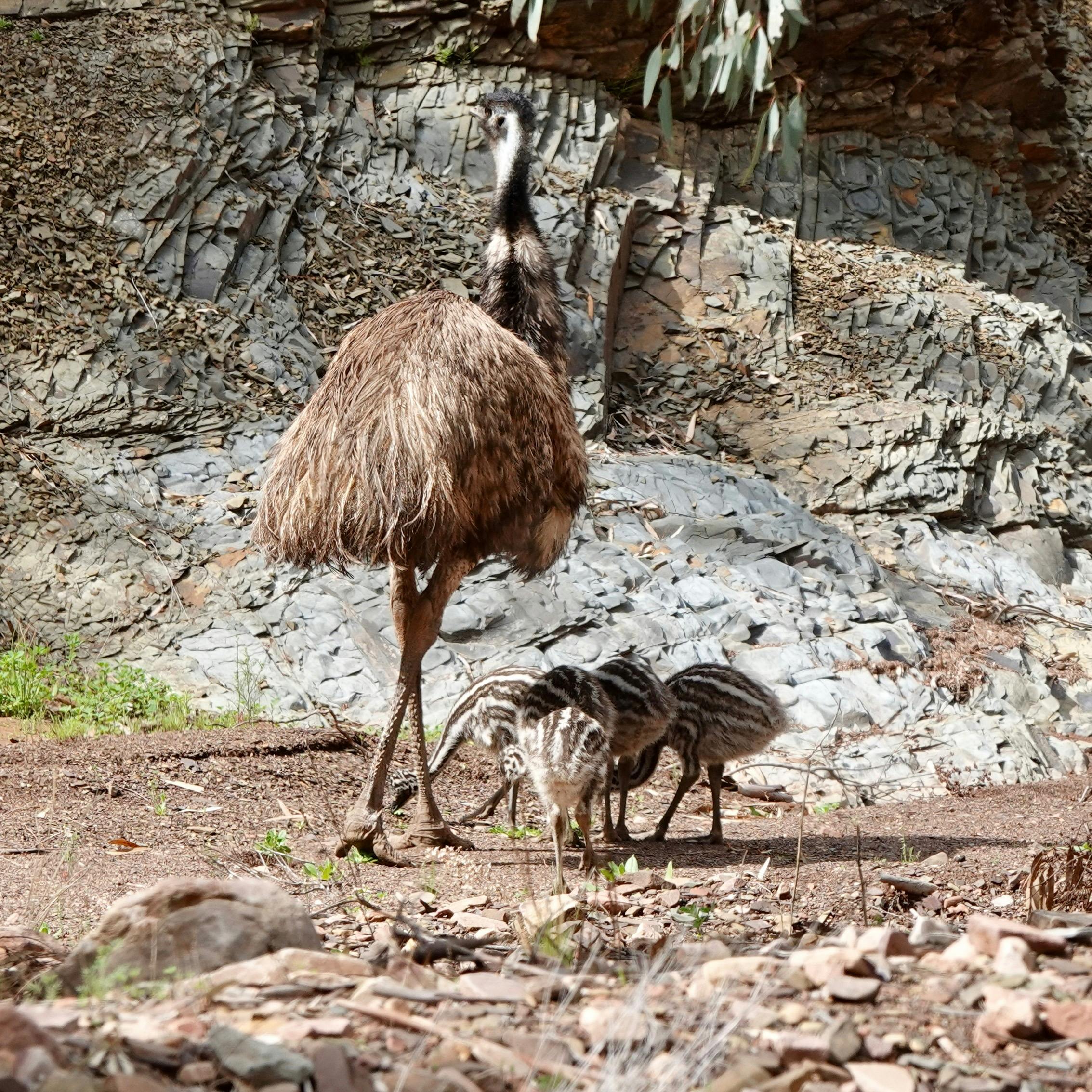 Emu with chicks