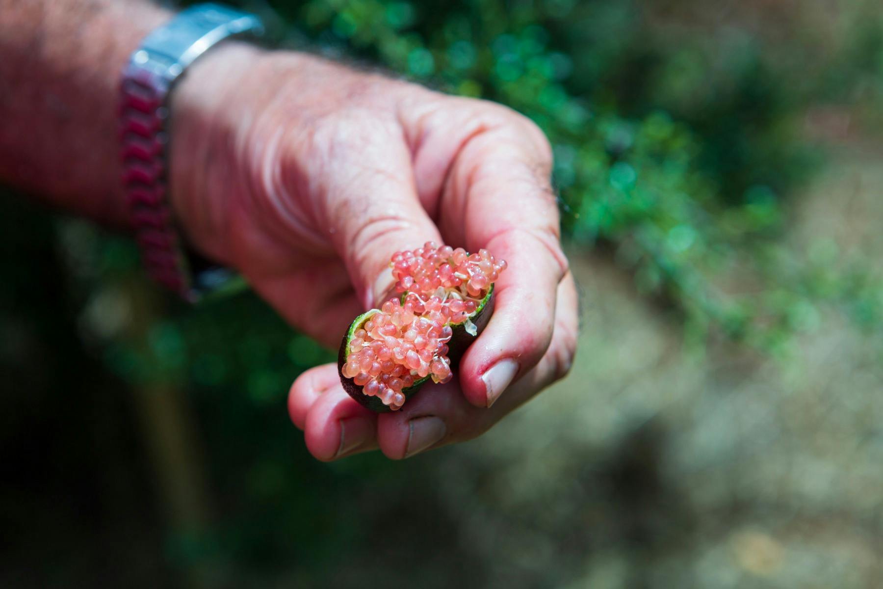Close up of finger lime