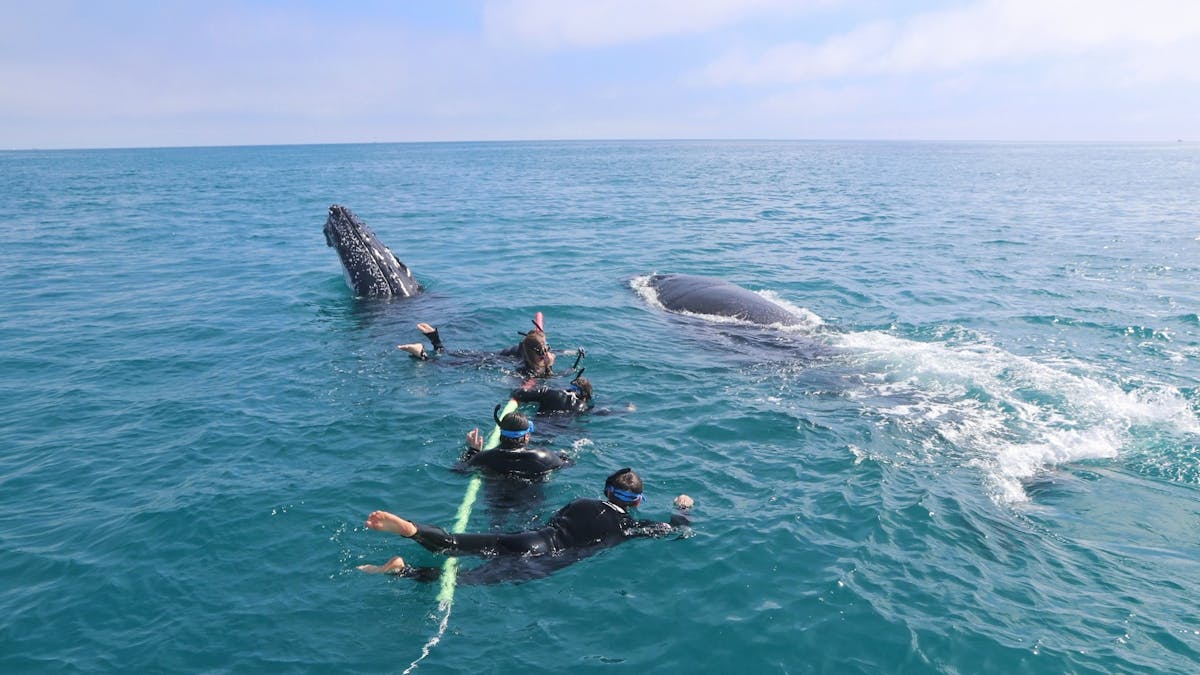 On line whale swims off kgari Fraser Island in Hervey Bay