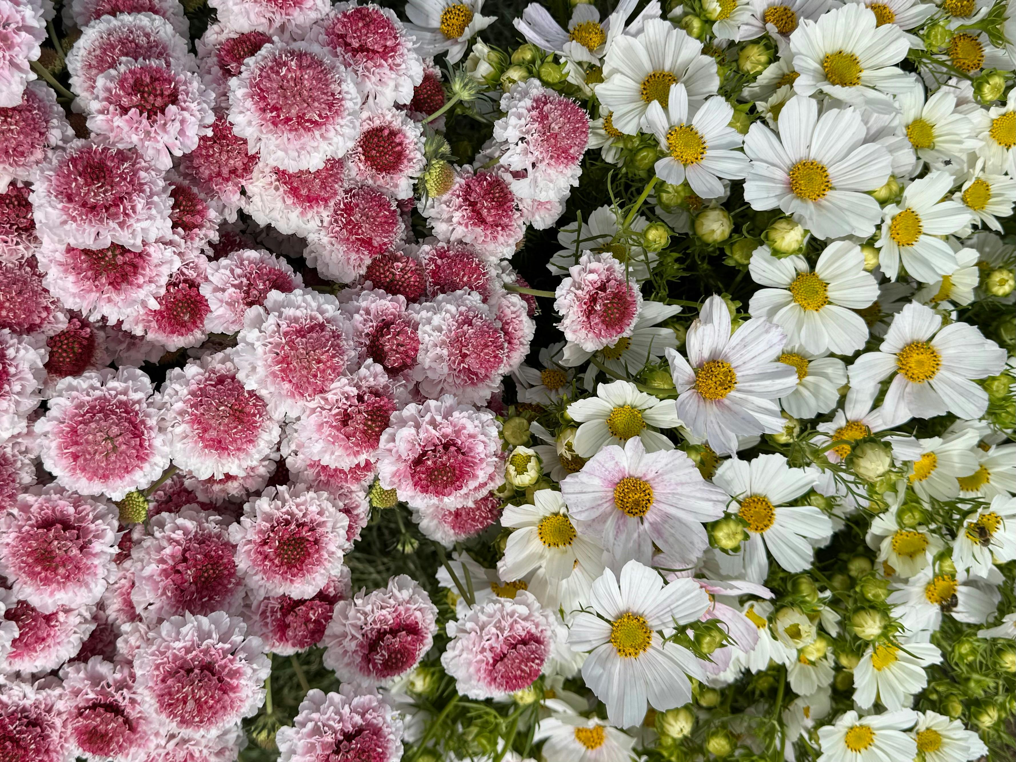 Cosmos & Scabiosa