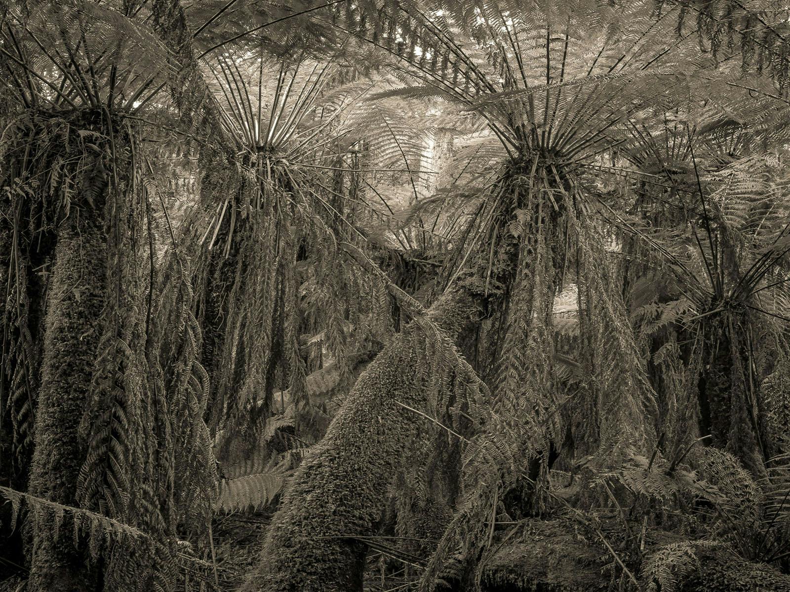 View of tree ferns