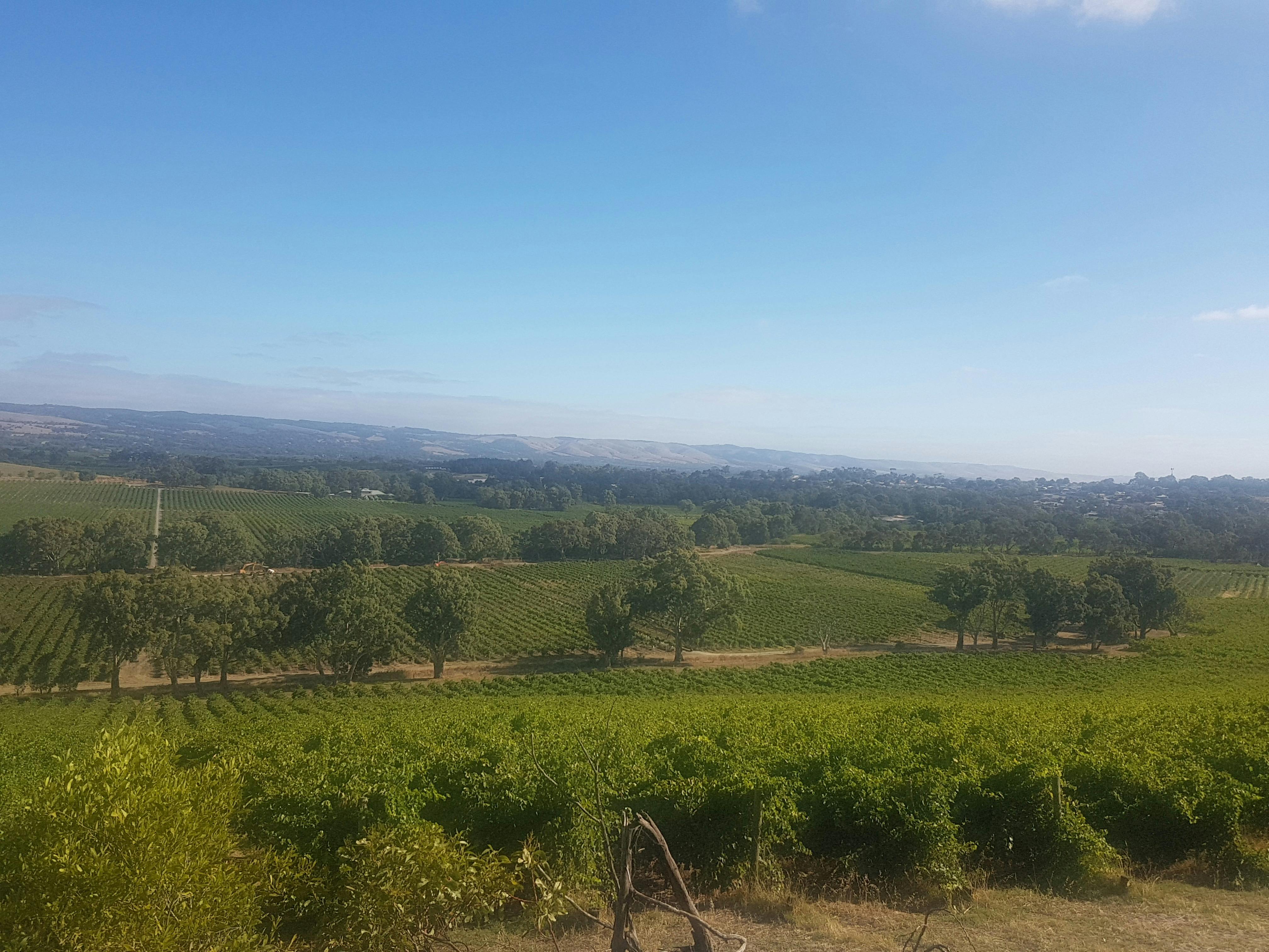 Old vines, fresh wines, stunning