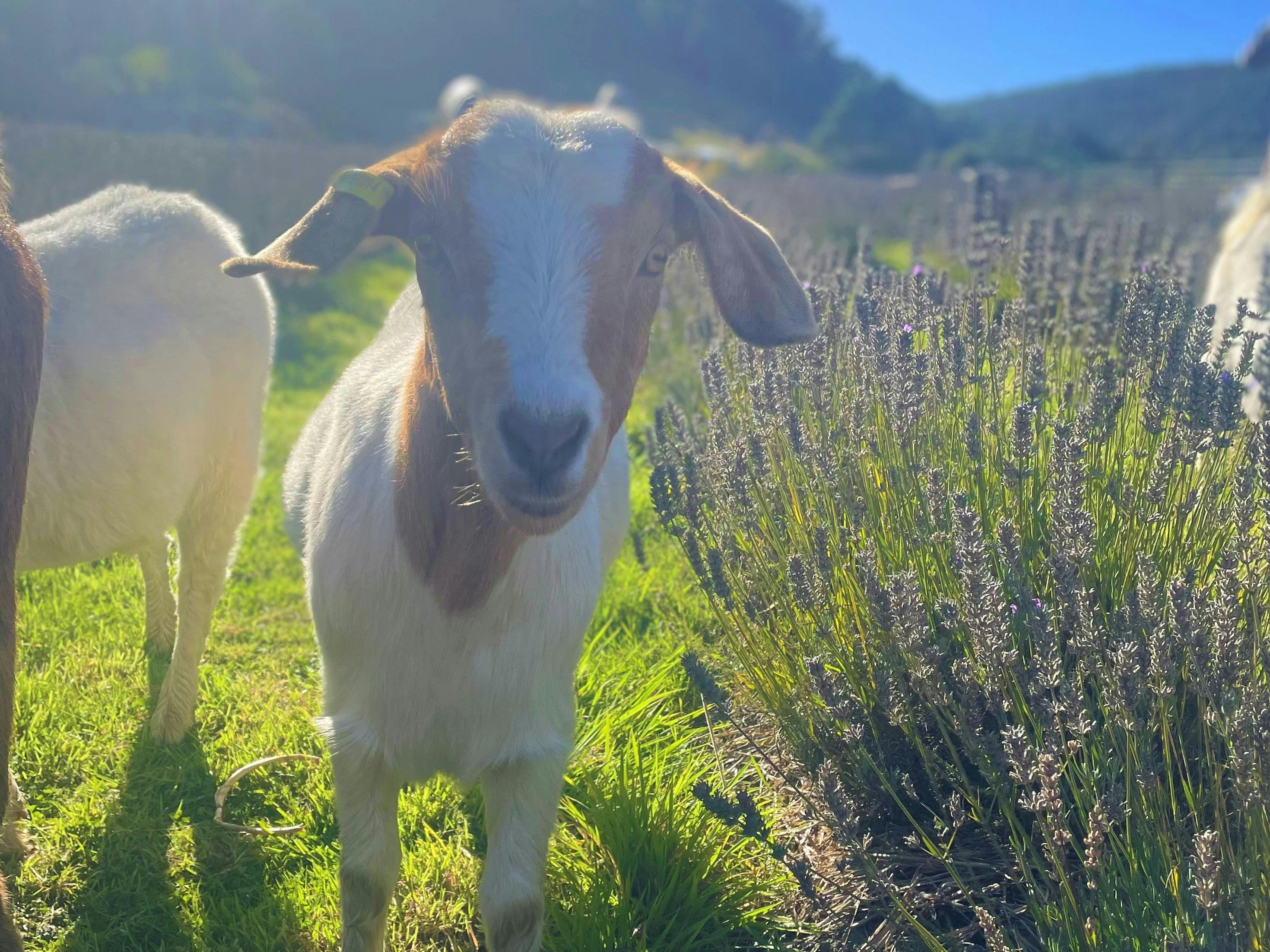A brown-and-white goat standing beside rows of lavender at Lavender Goat Farm in Tasmania’s Huon Val