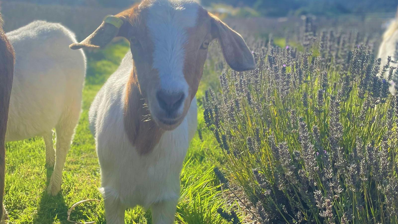 Goats among the lavender at Lavender Goat Farm.