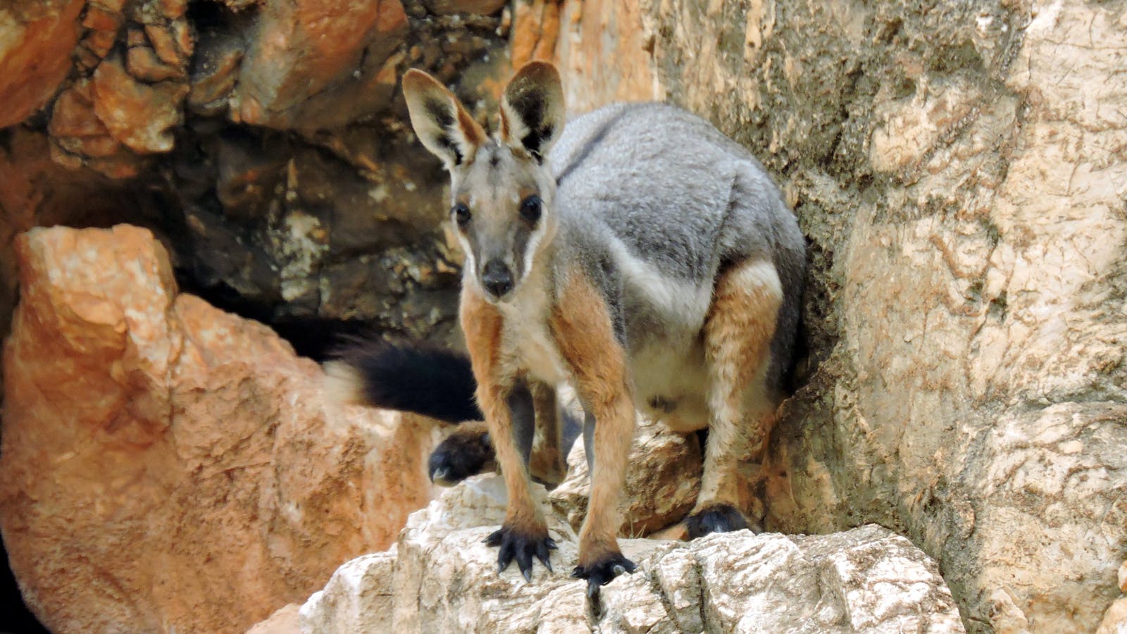 Vulkathunha-Gammon Ranges National Park