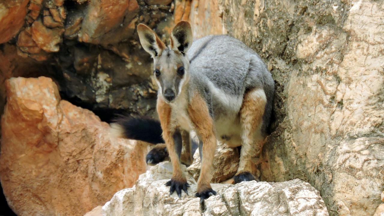 Vulkathunha-Gammon Ranges National Park
