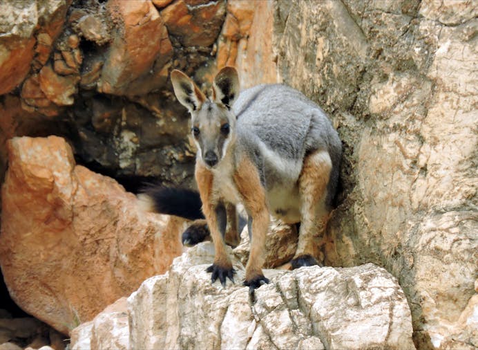 VulkathunhaGammon Ranges National Park